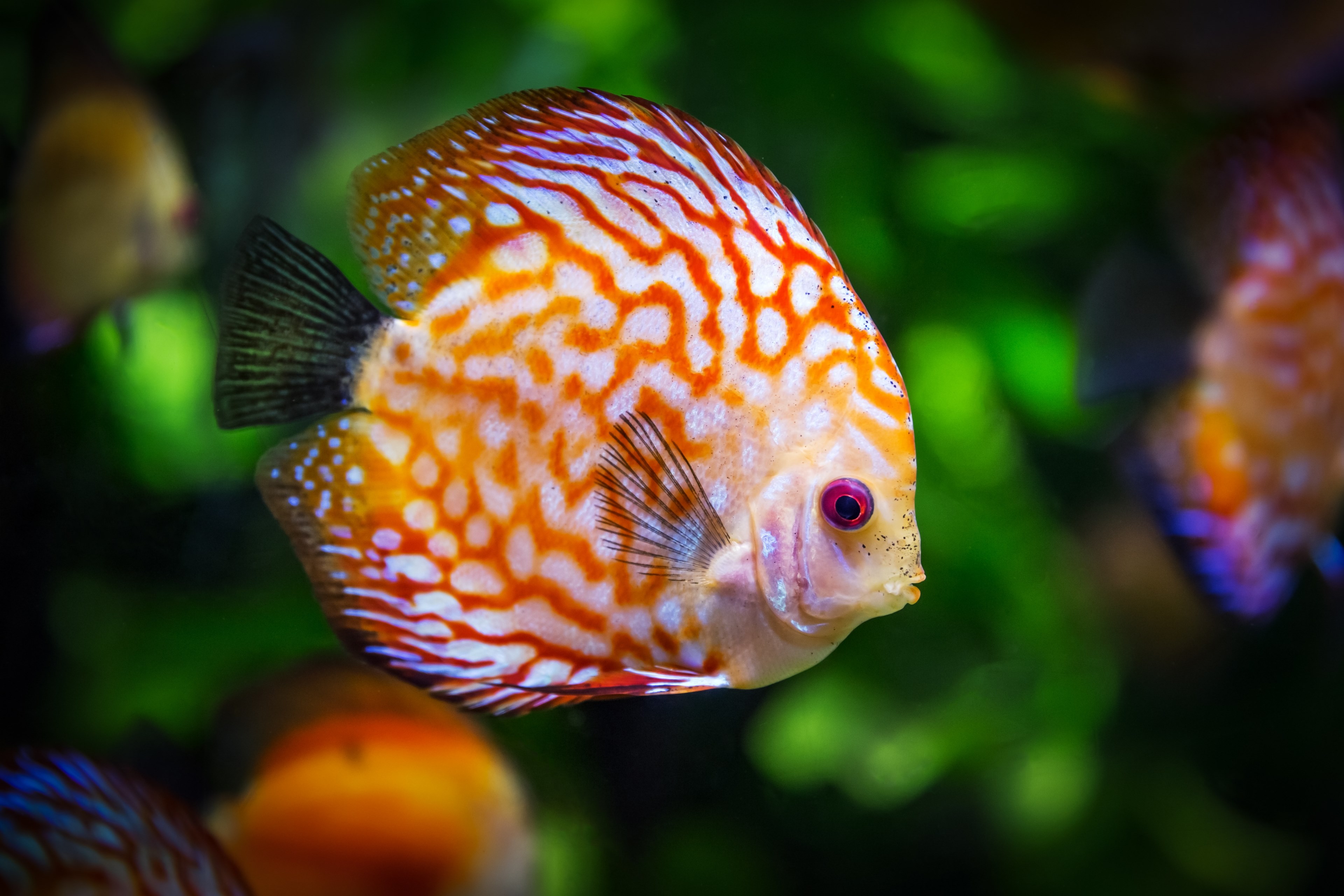 discus fish symphysodon aequifasciatus fish nature 4k, HD Wallpaper