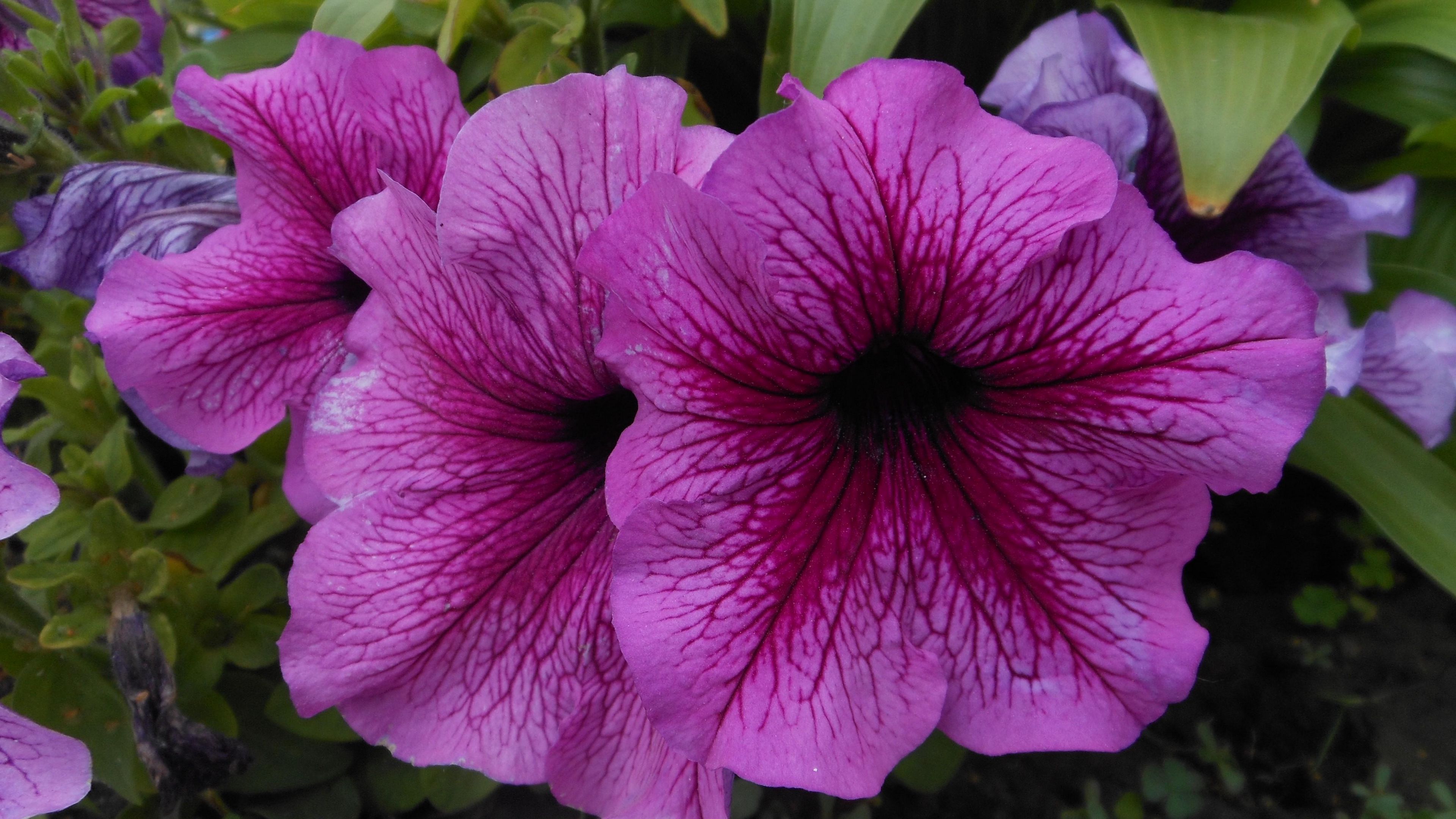 flowers, flowerbed, leaves, close-up, 4k, HD Wallpaper