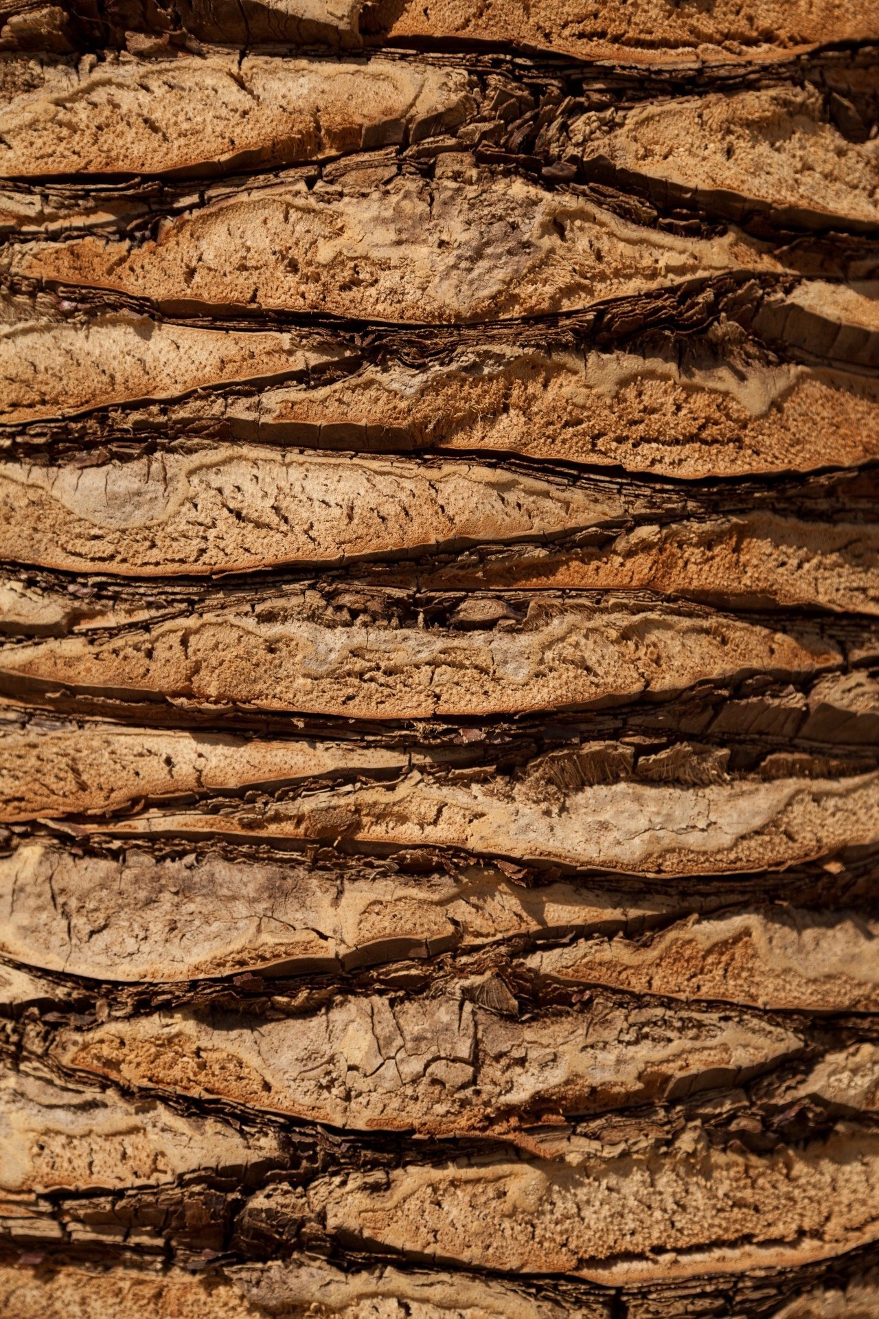detail tree wood background texture plant trunk 4k, Phone HD Wallpaper