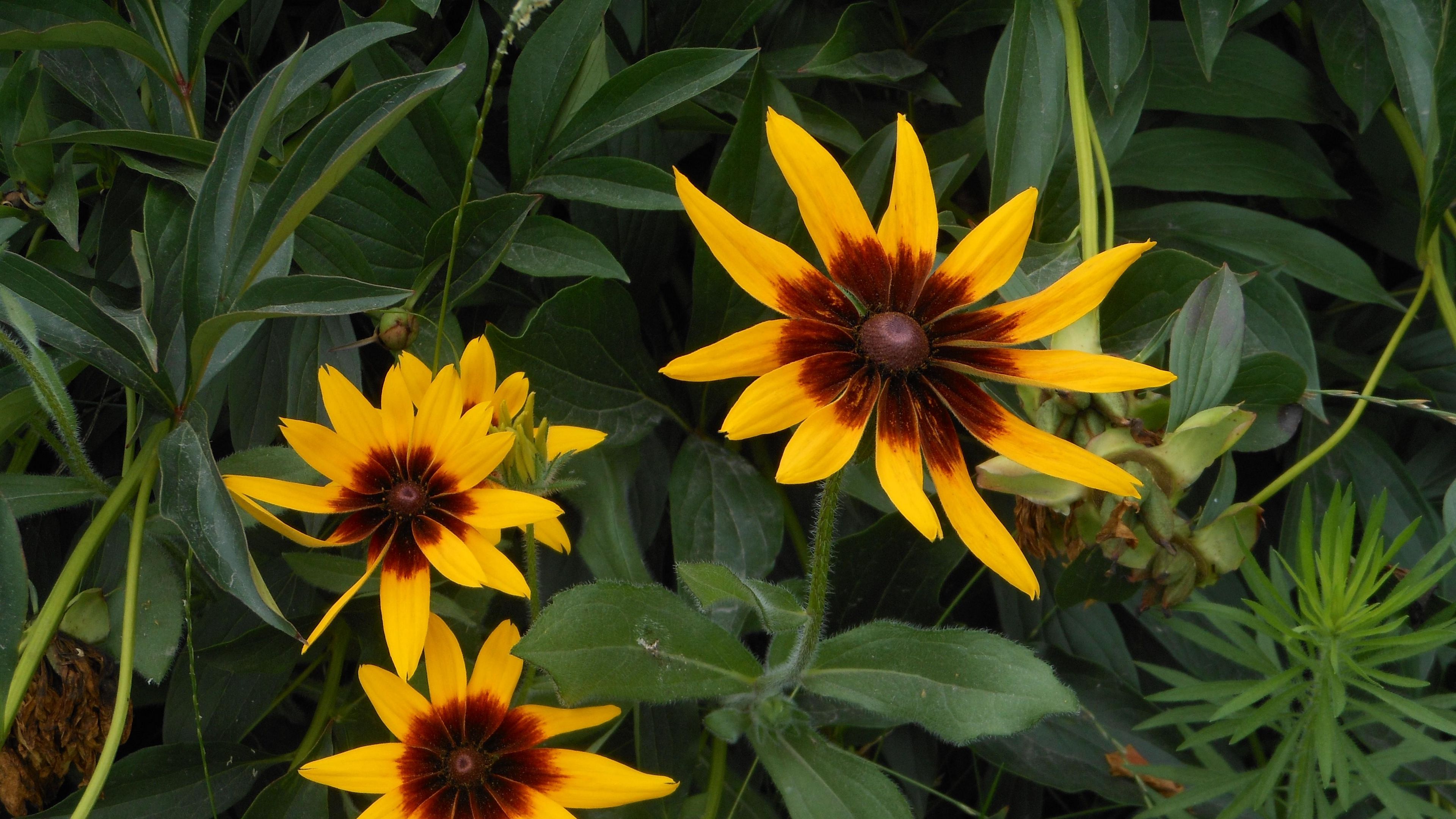 rudbeckia, flowers, herbs, summer, 4k, HD Wallpaper