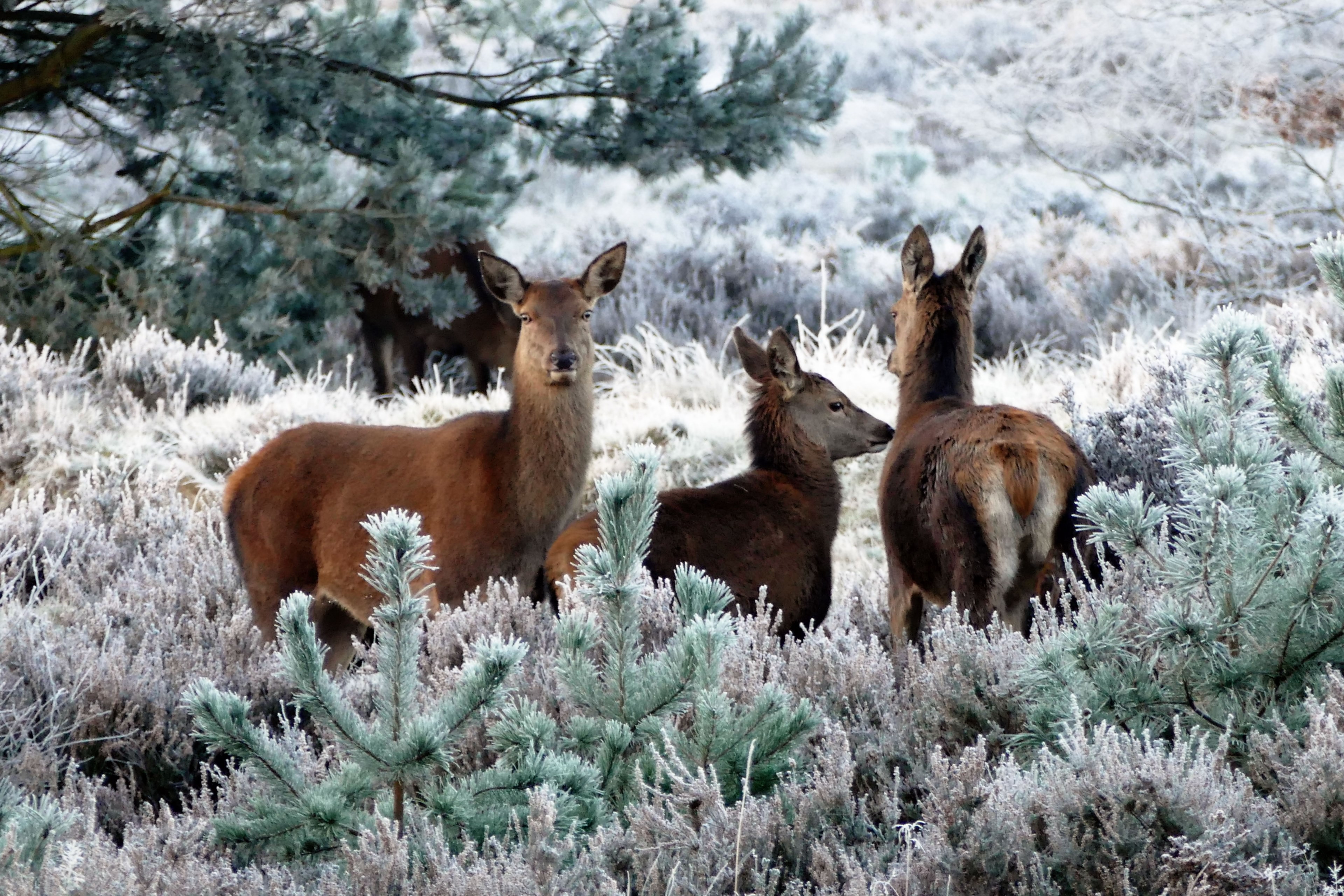 deer animals nature wild wildlife forest mammal 4k, HD Wallpaper