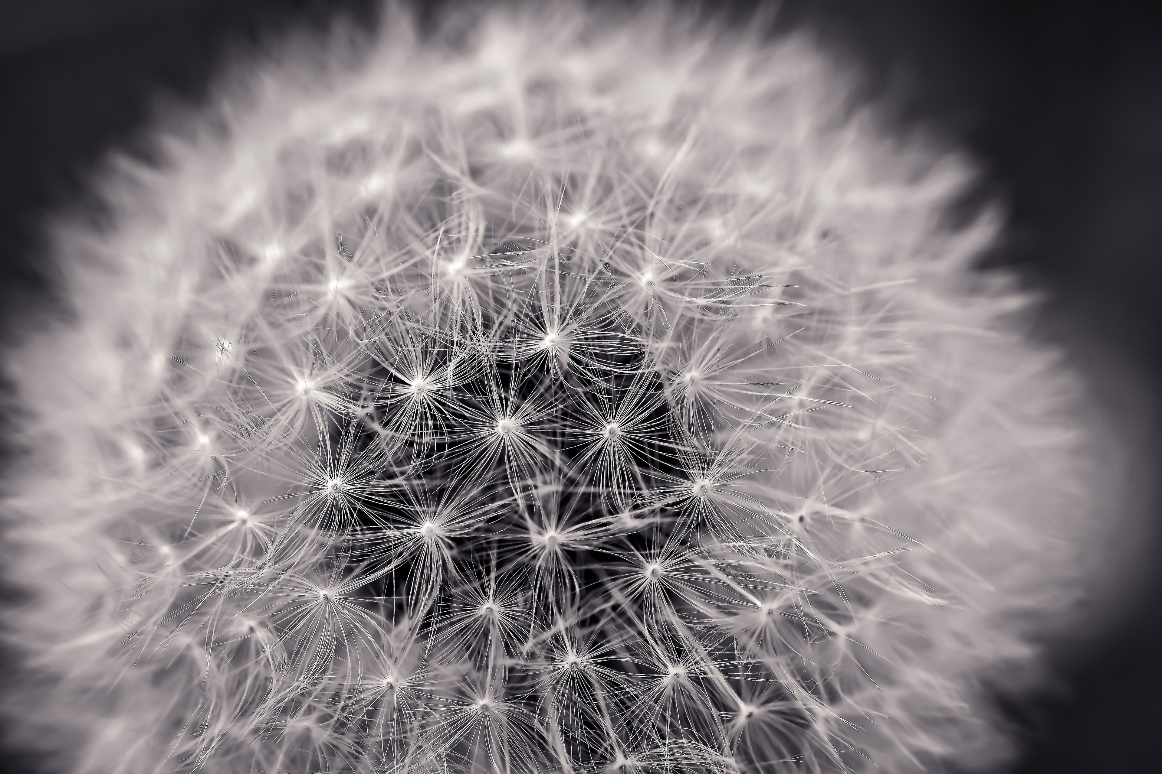 dandelion close pointed flower nature macro flower 4k, HD Wallpaper