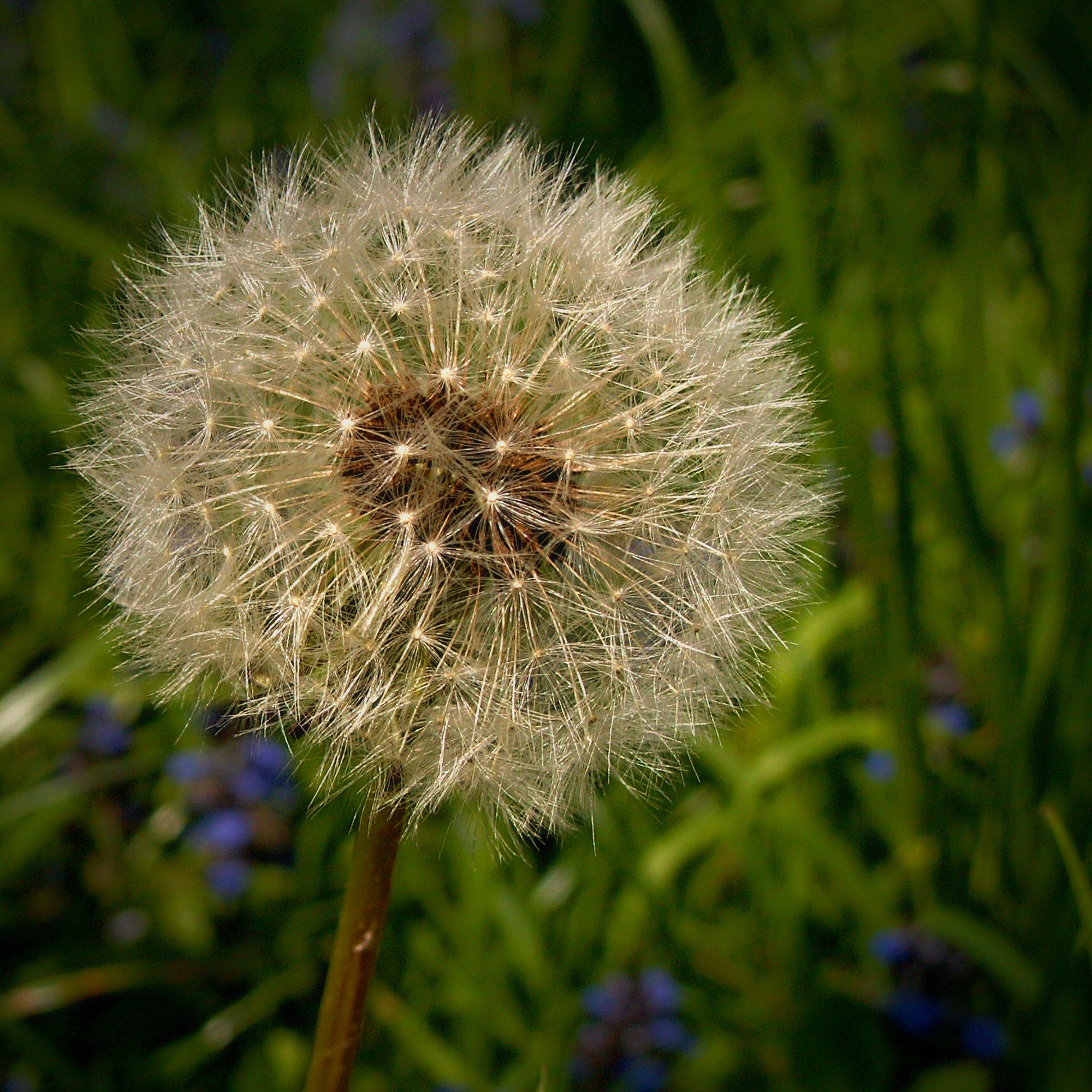 dandelions dandelion medical green grass macro 4k, Phone HD Wallpaper