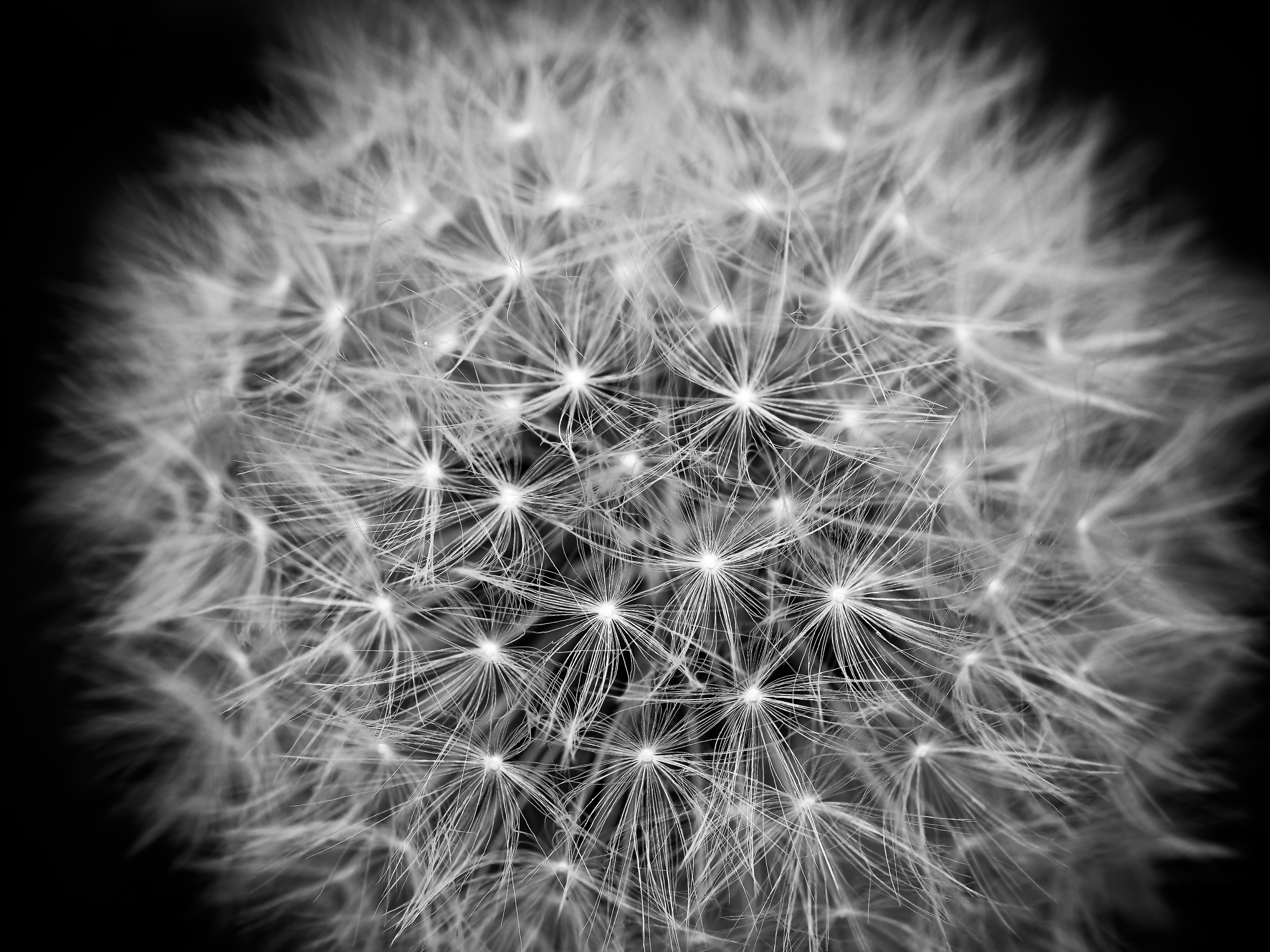 dandelion flower meadow pointed flower blossom 4k, HD Wallpaper