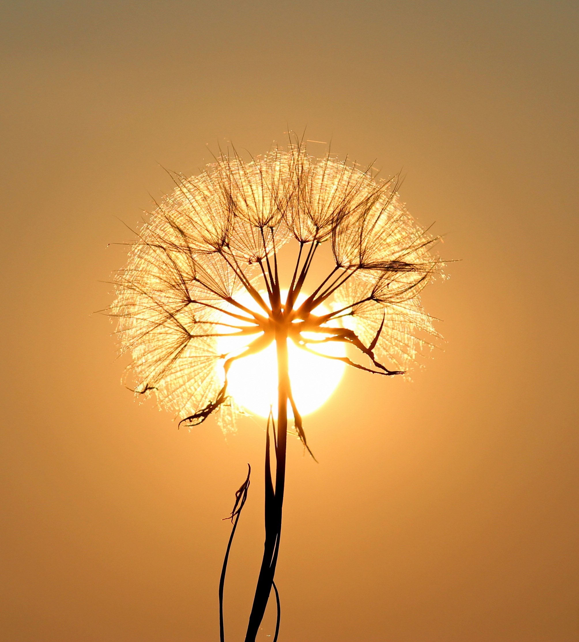 dandelion sun dew water plants 4k, Phone HD Wallpaper