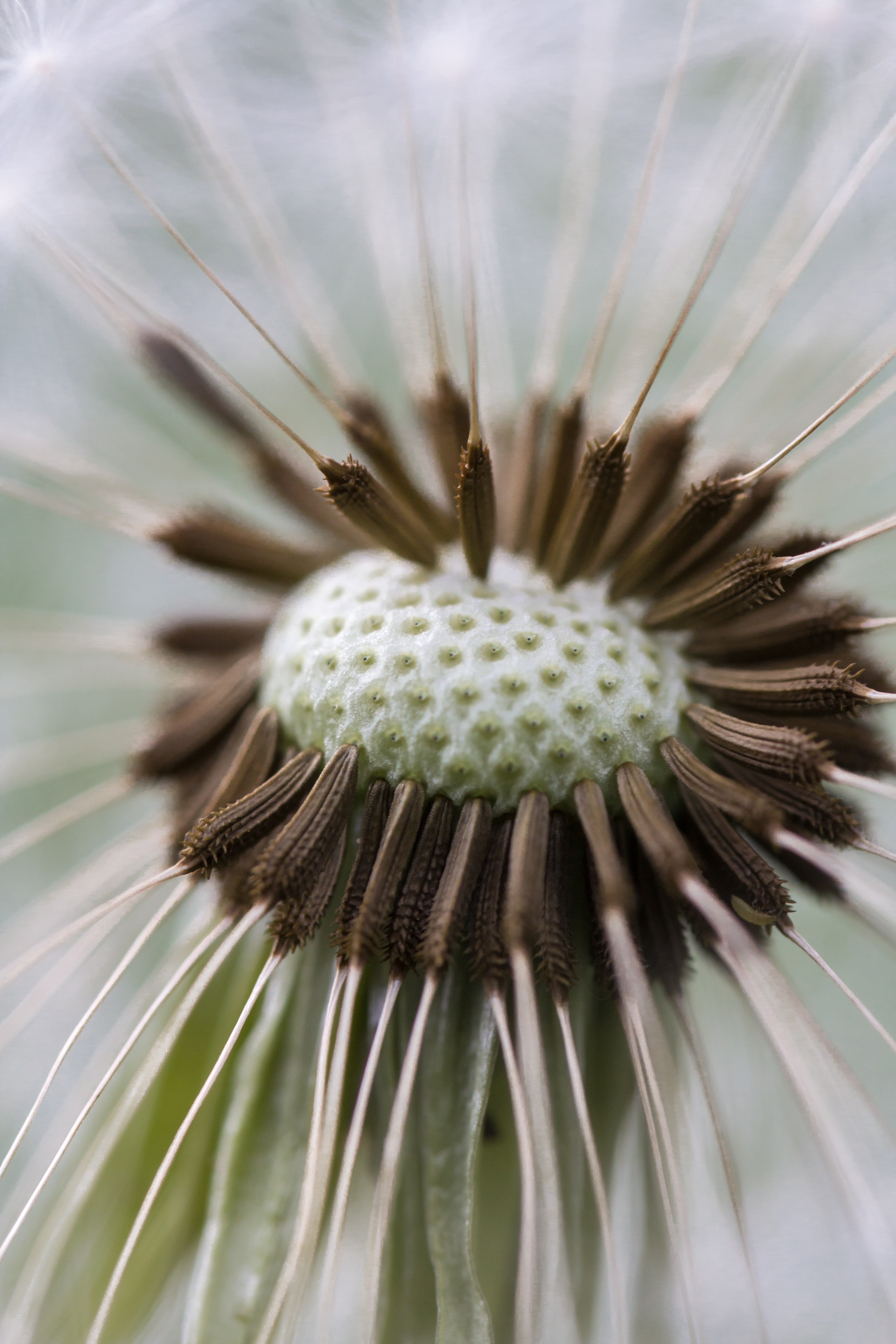 dandelion macro nature close blossom bloom plant 4k, Phone HD Wallpaper