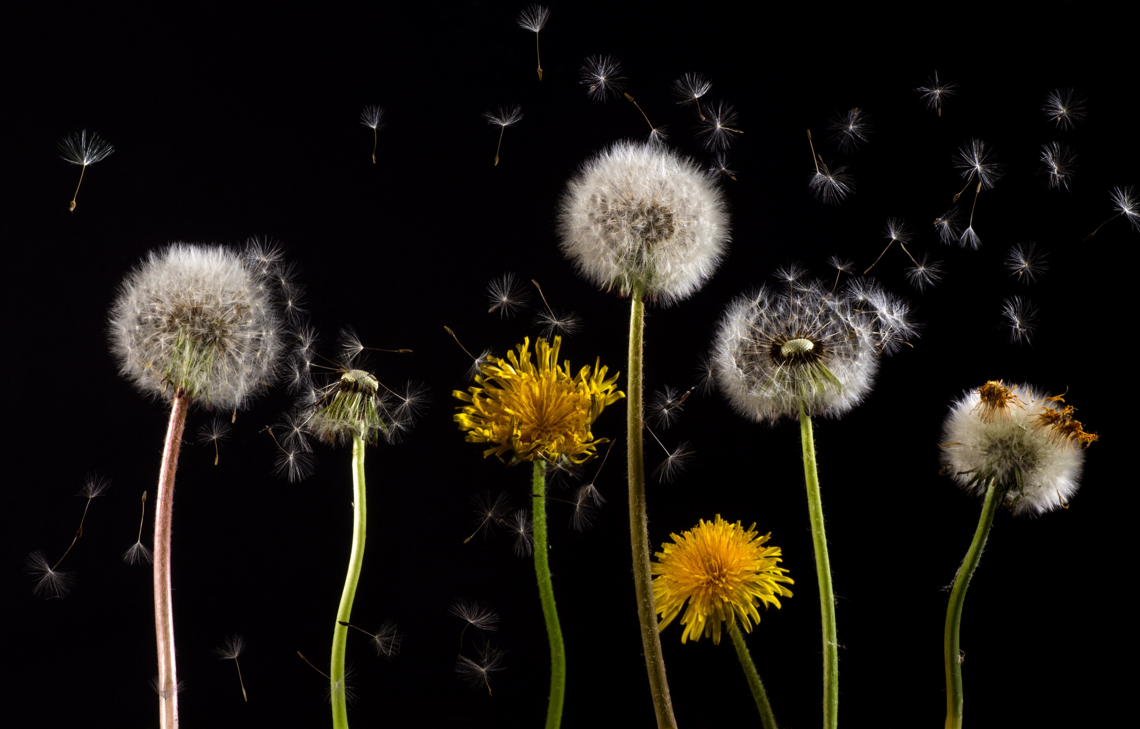 dandelion macro common dandelion taraxacum 4k, HD Wallpaper