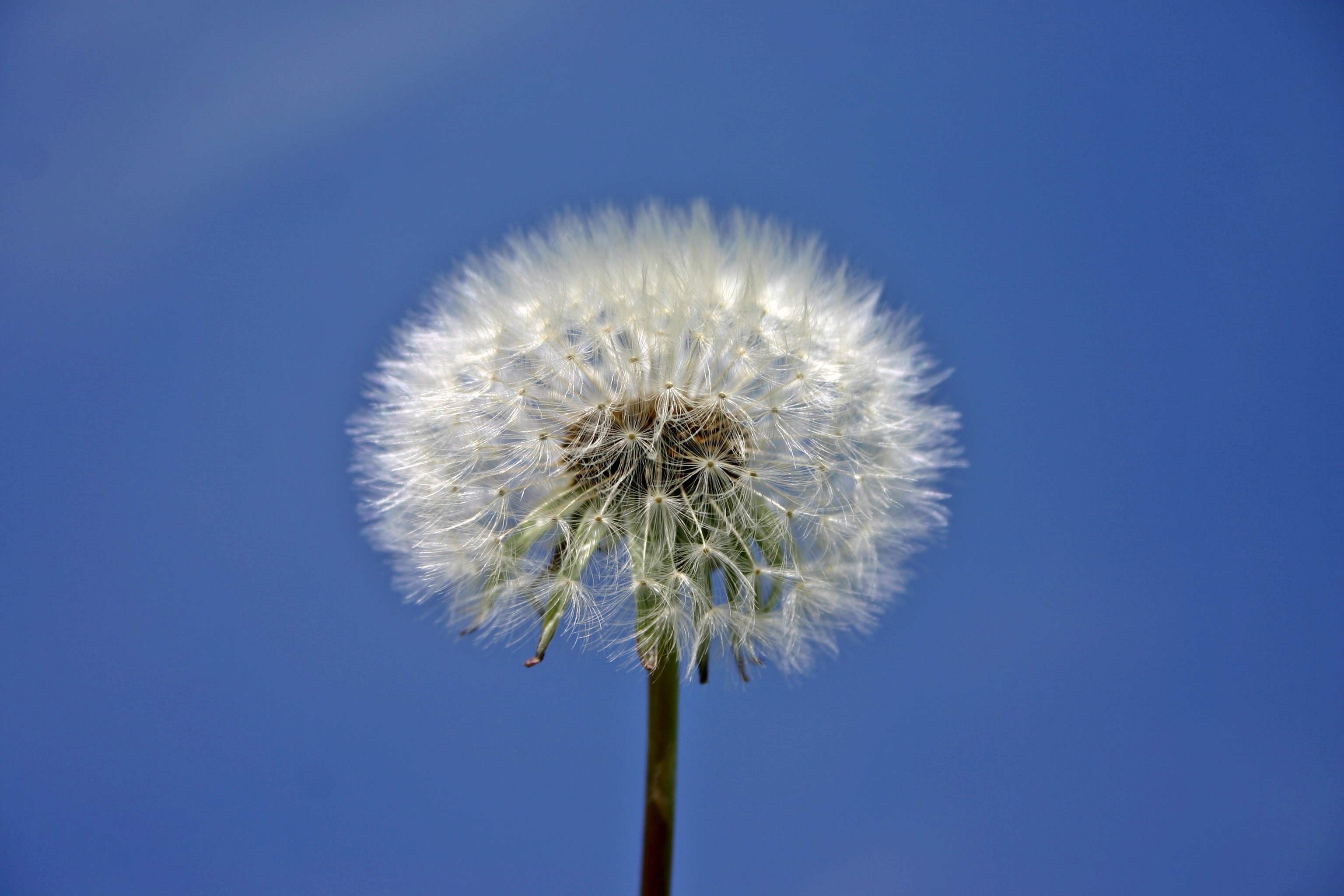 dandelion plant nature meadow spring sky close 4k, HD Wallpaper