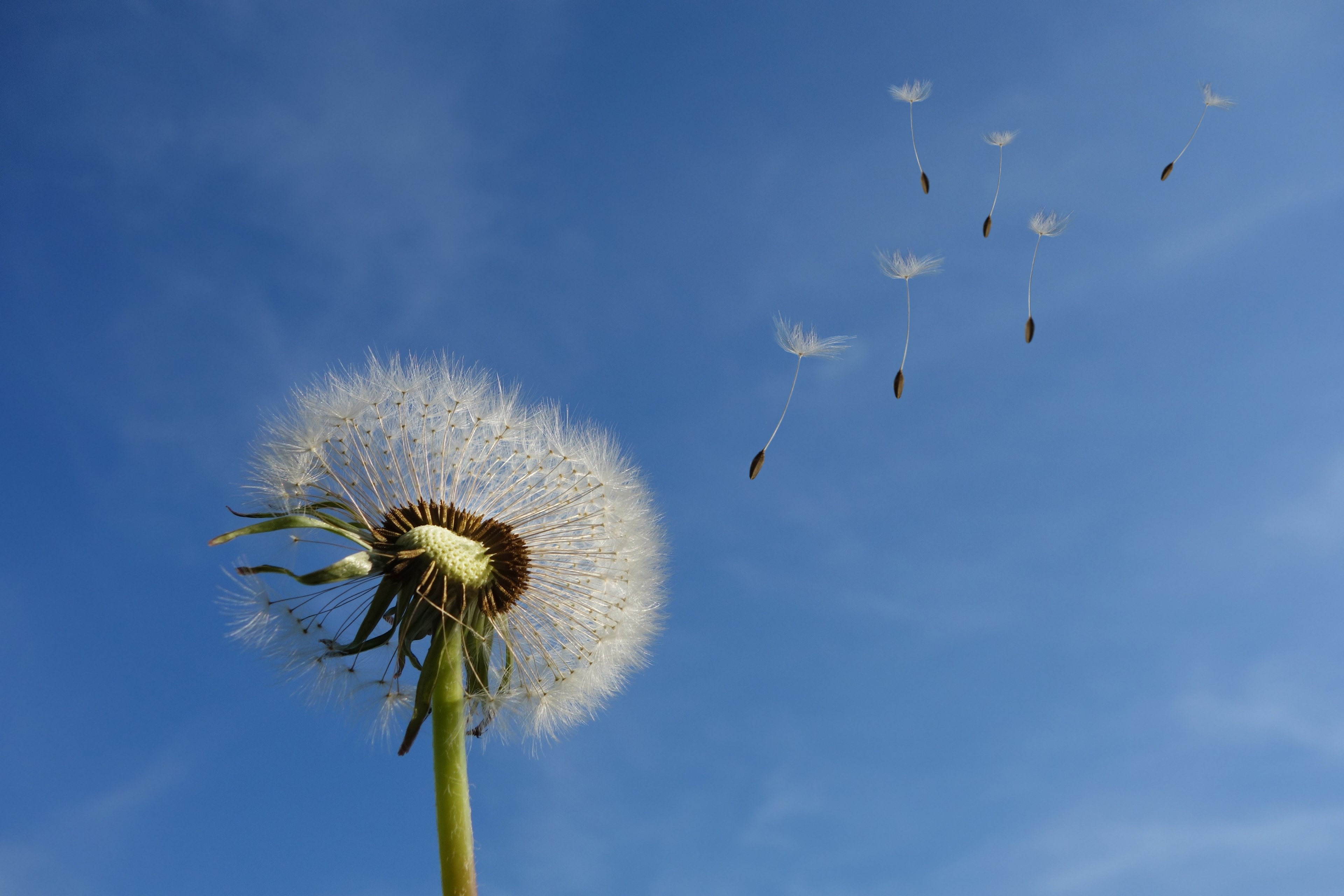 dandelion sky flower nature seeds plant spring 4k, HD Wallpaper