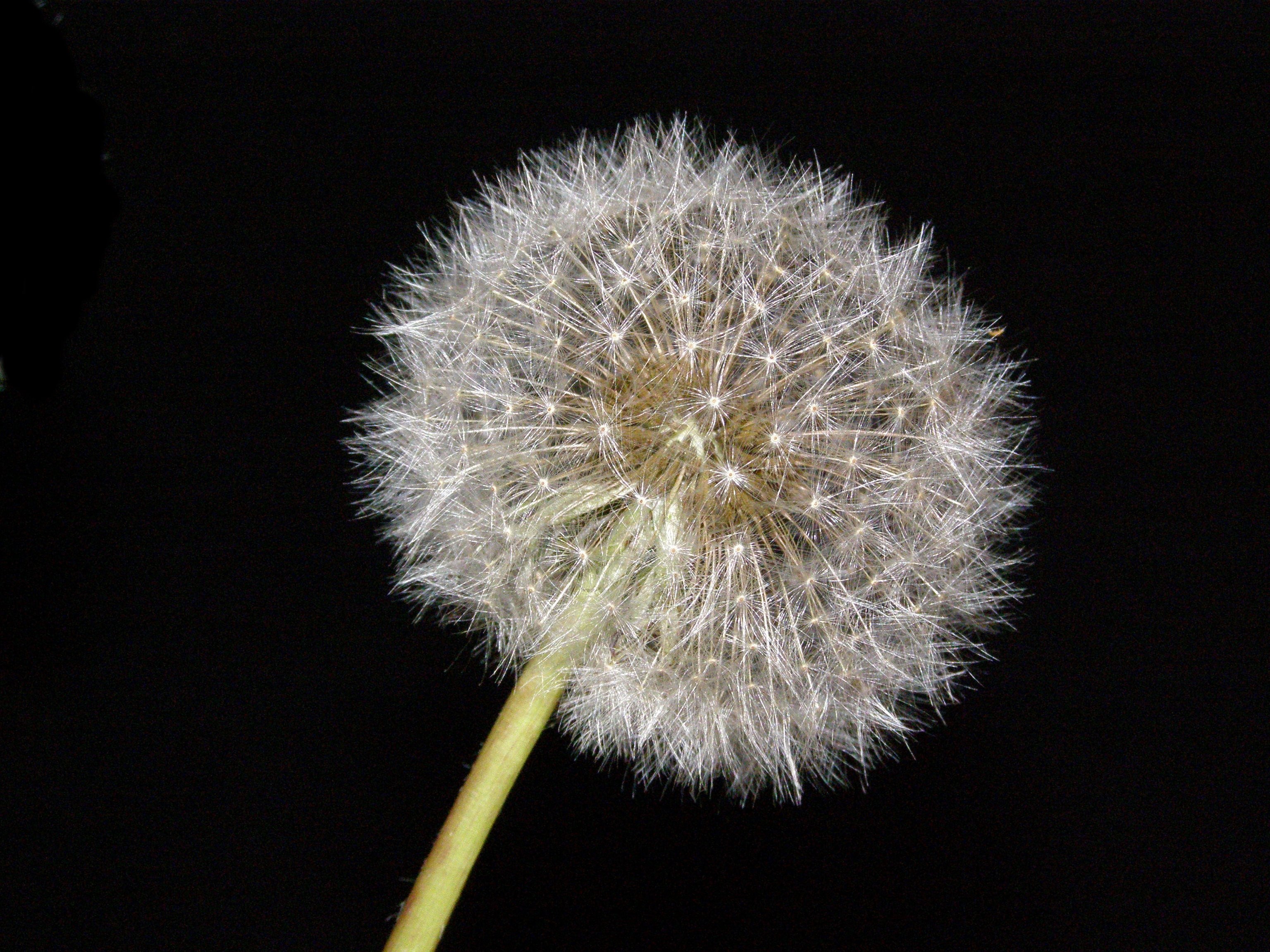 dandelion blowball flower nature blow flower plant 4k, HD Wallpaper
