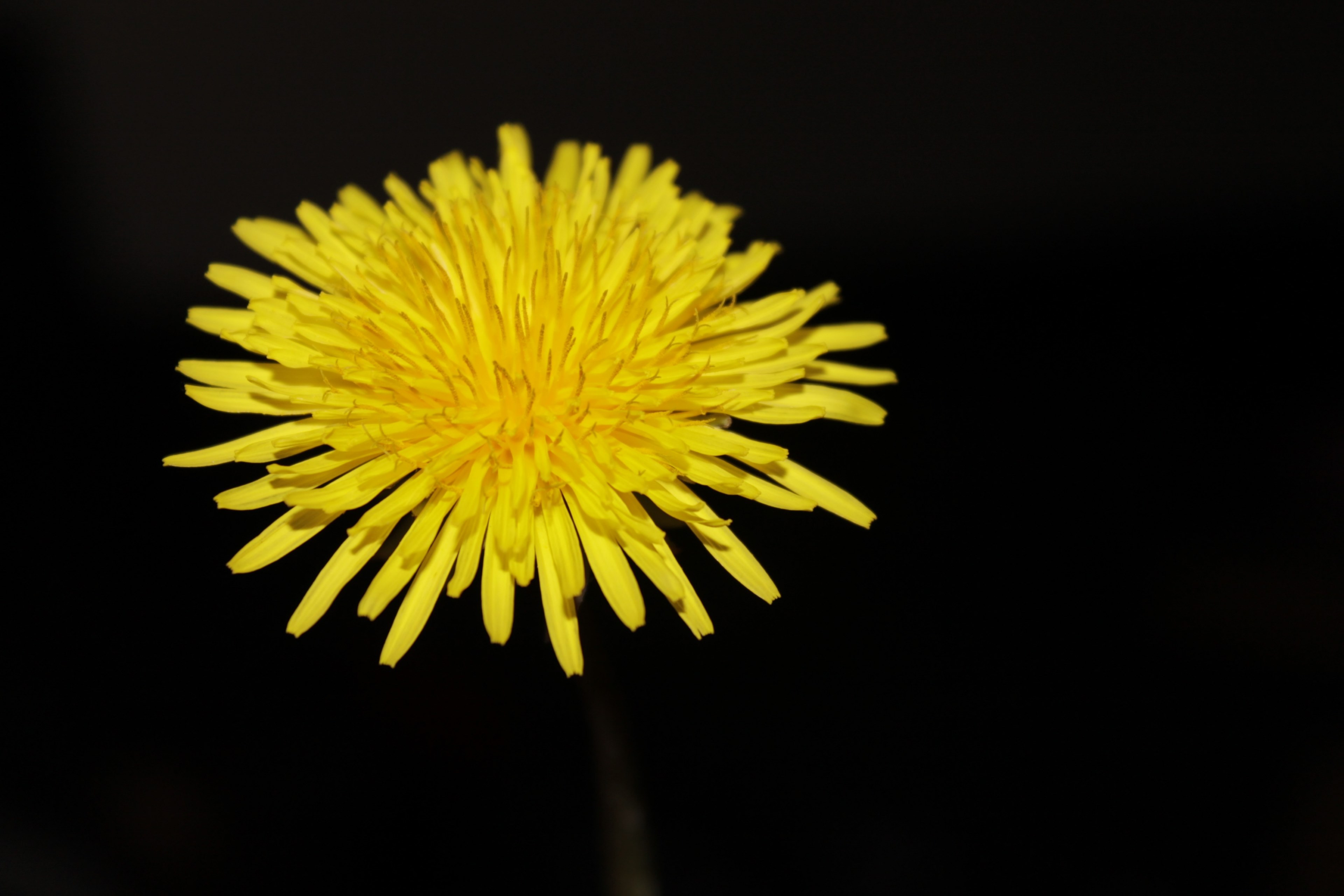 dandelion buttercup nature summer yellow petals 4k, HD Wallpaper