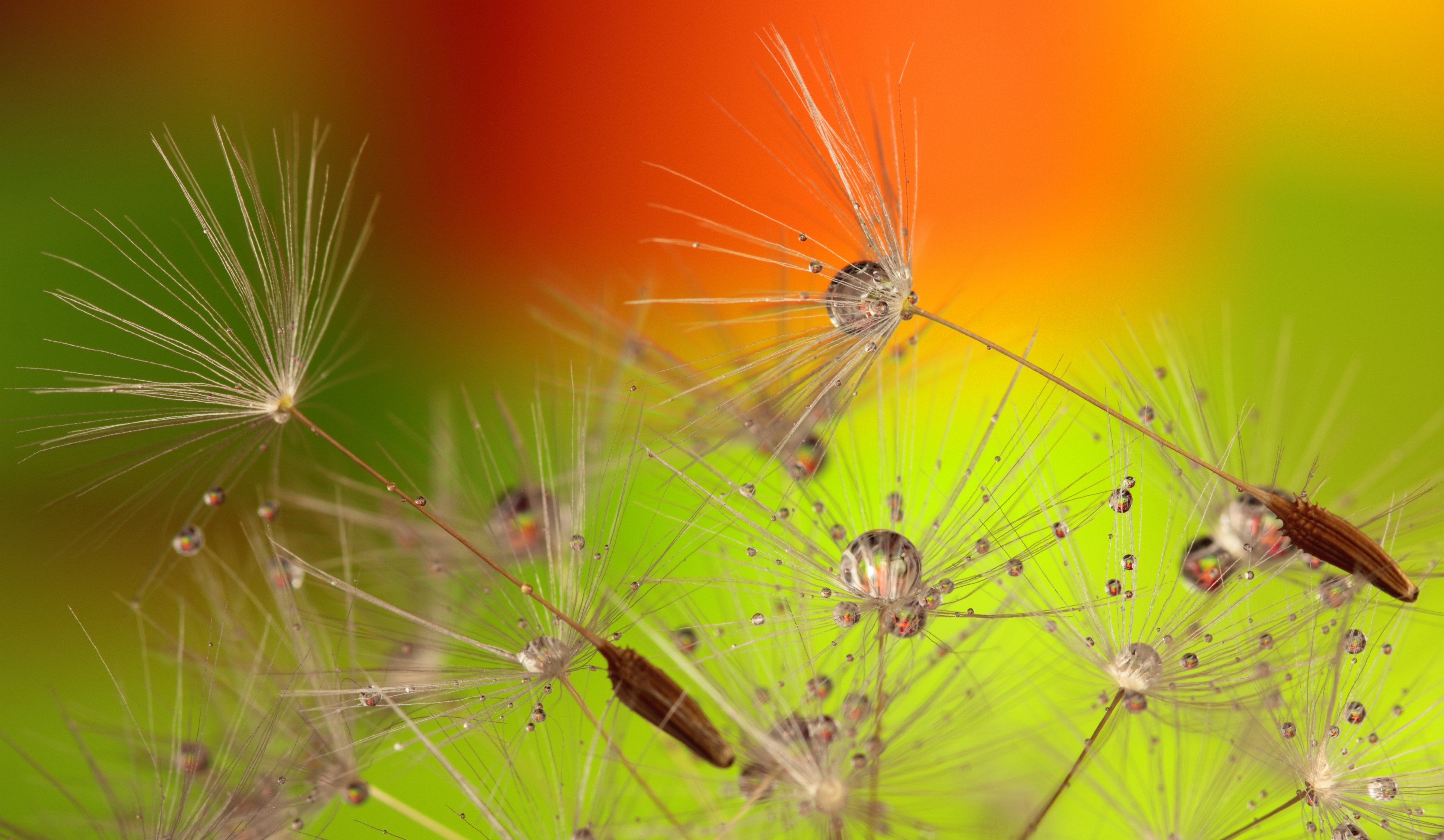 dandelion green orange nature flora spring plant 4k, HD Wallpaper