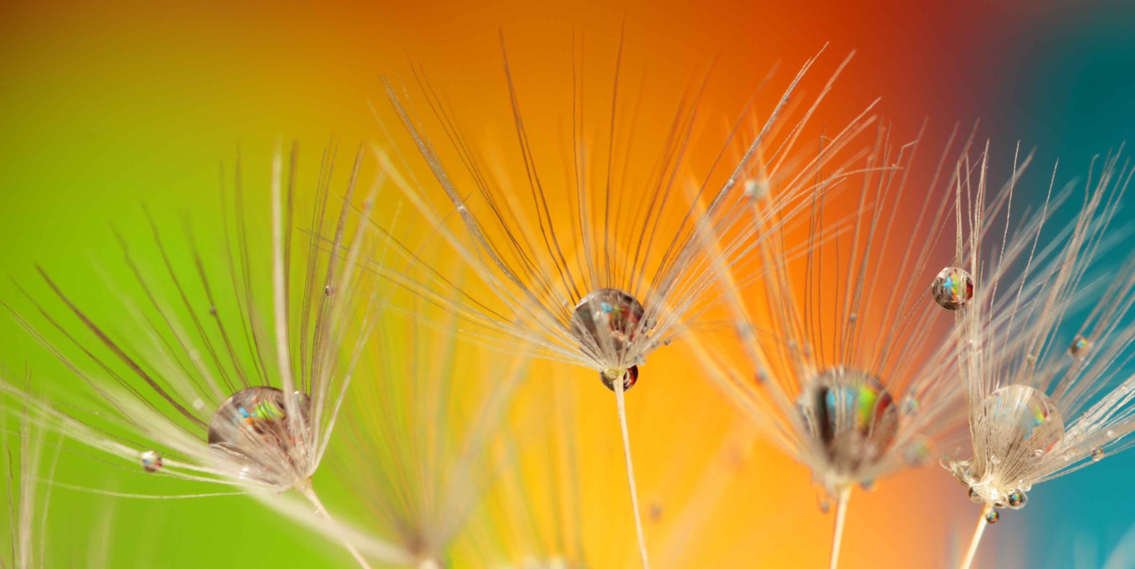 dandelion colours colour green blue yellow orange 4k, HD Wallpaper
