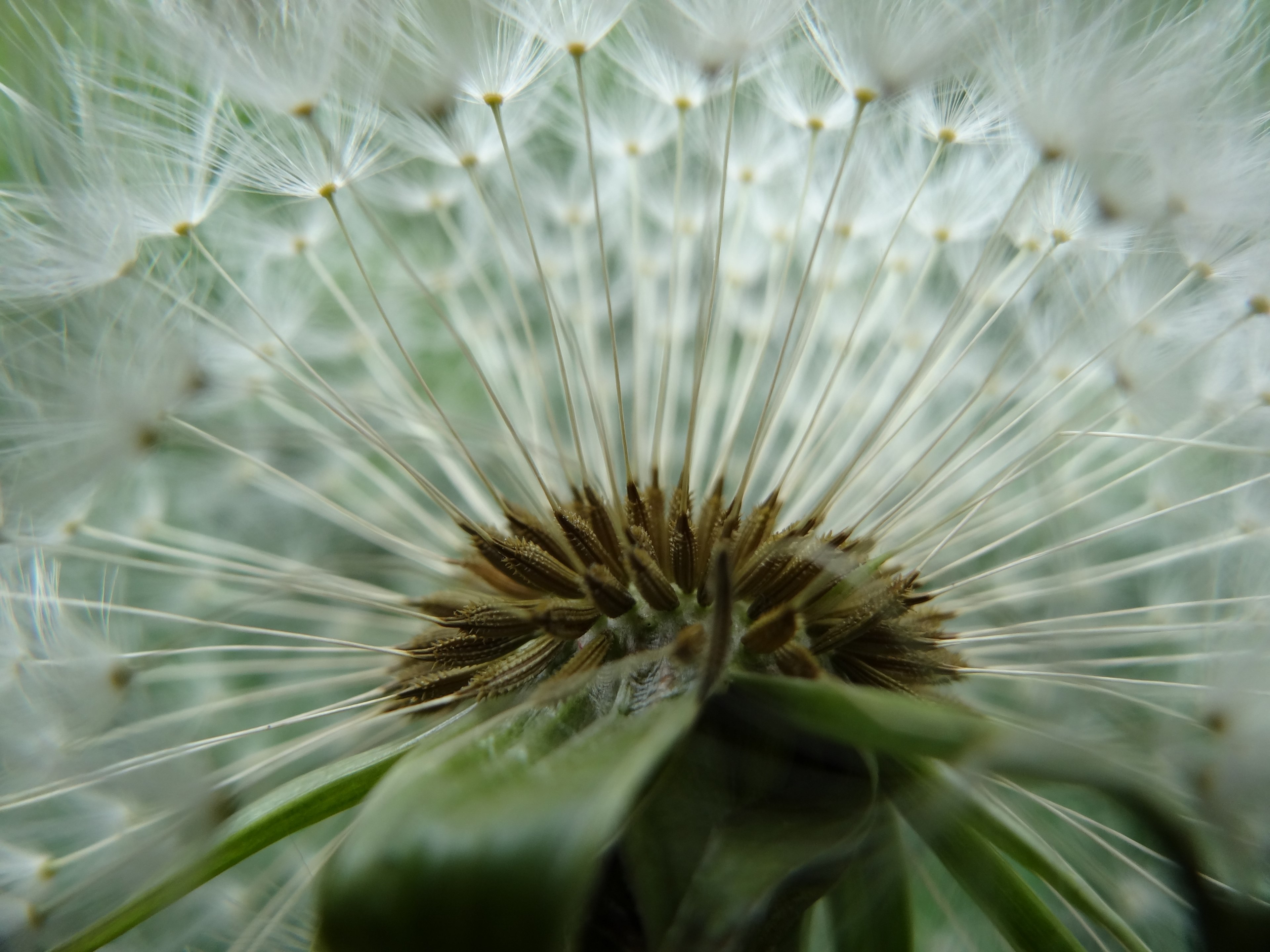 dandelion garden summer spring meadow plant 4k, HD Wallpaper