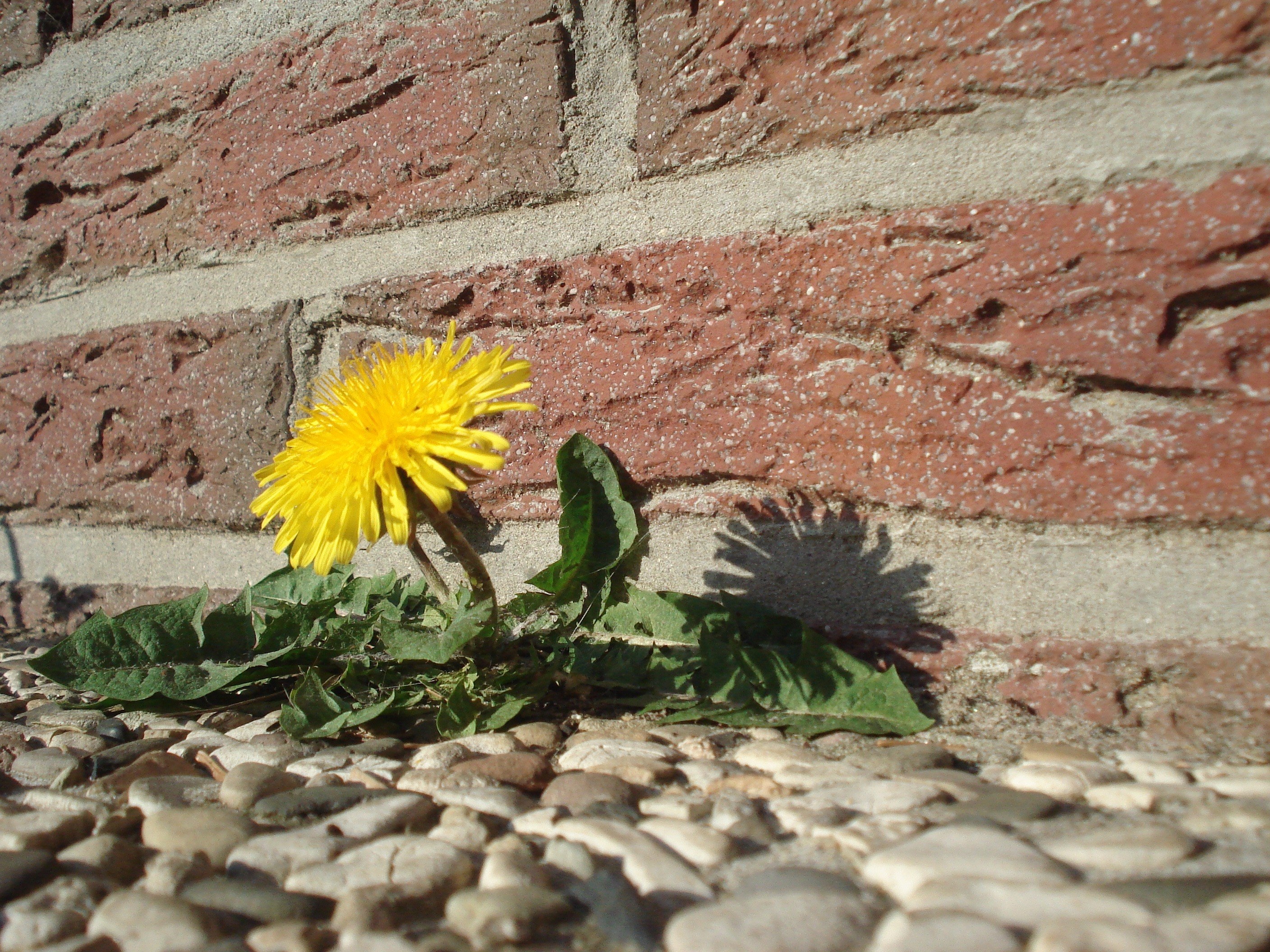 dandelion flower roadside plant 4k, HD Wallpaper