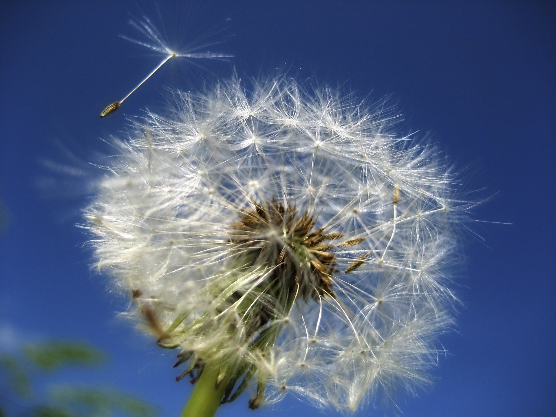 dandelion flower summer garden meadow roadside 4k, HD Wallpaper