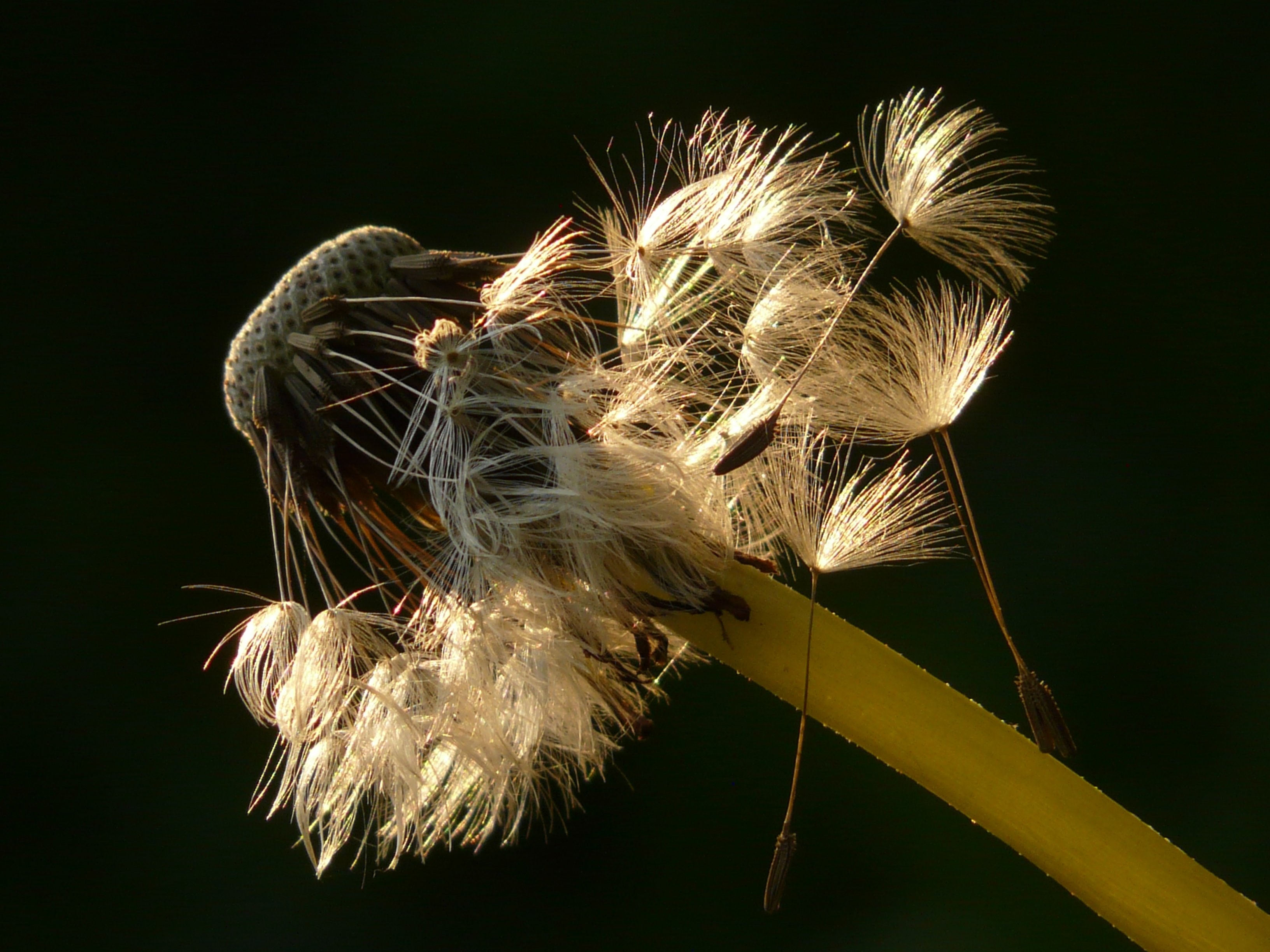 dandelion seeds flower meadow spring stalk close 4k, HD Wallpaper