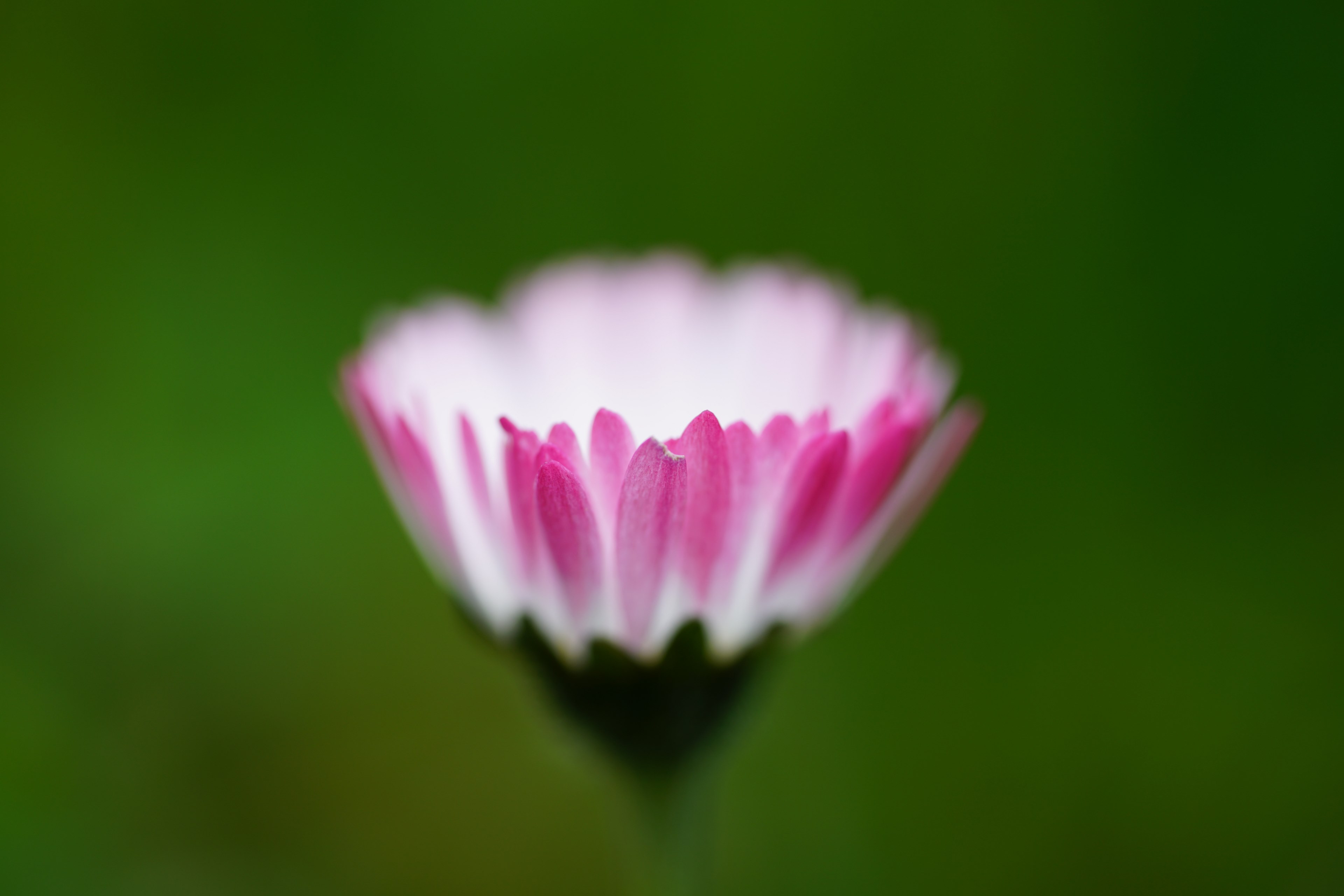 daisy flower blossom bloom bellis philosophy red 4k, HD Wallpaper
