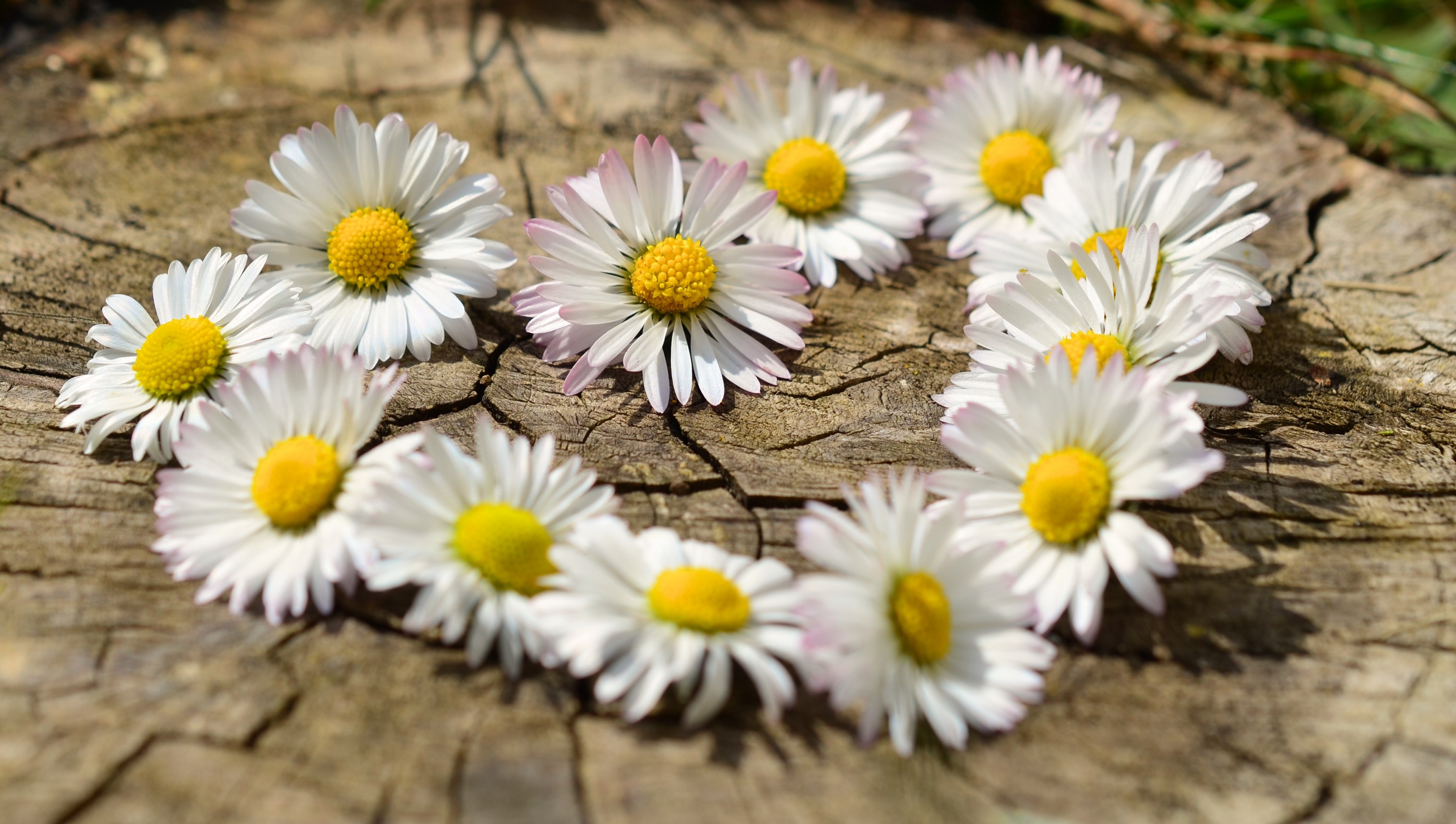 daisy heart flowers flower heart spring 4k, HD Wallpaper