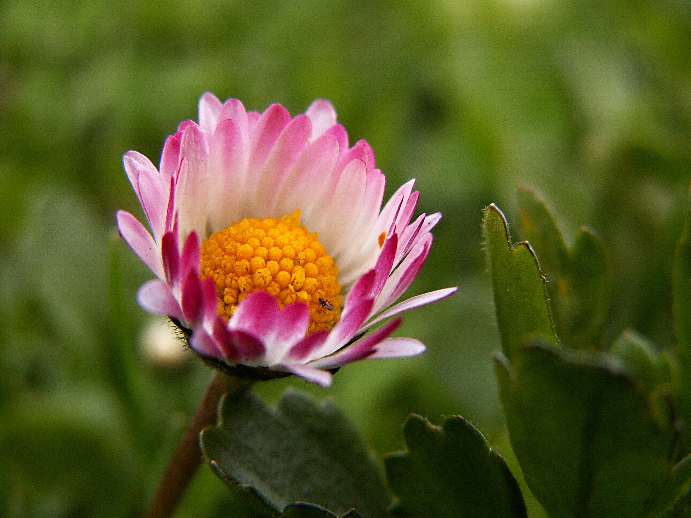 daisy flower macro flowers lawn petals pink 4k, HD Wallpaper