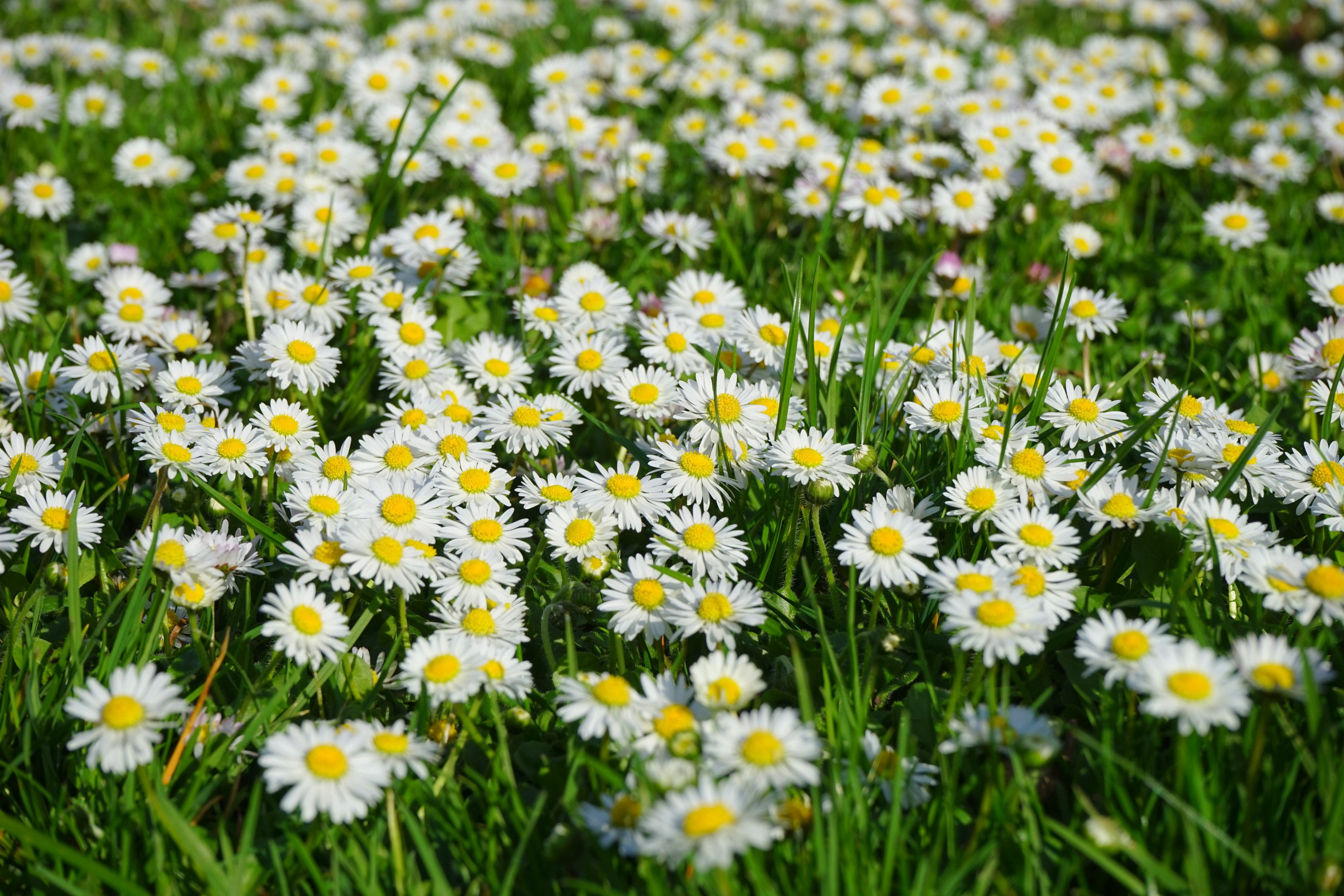 daisy flower blossom bloom white bellis philosophy 4k, HD Wallpaper