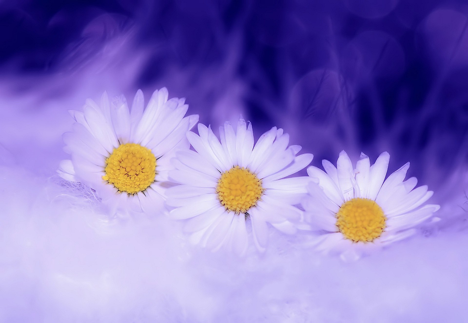daisy flowers white plant spring nature blossom 4k, HD Wallpaper