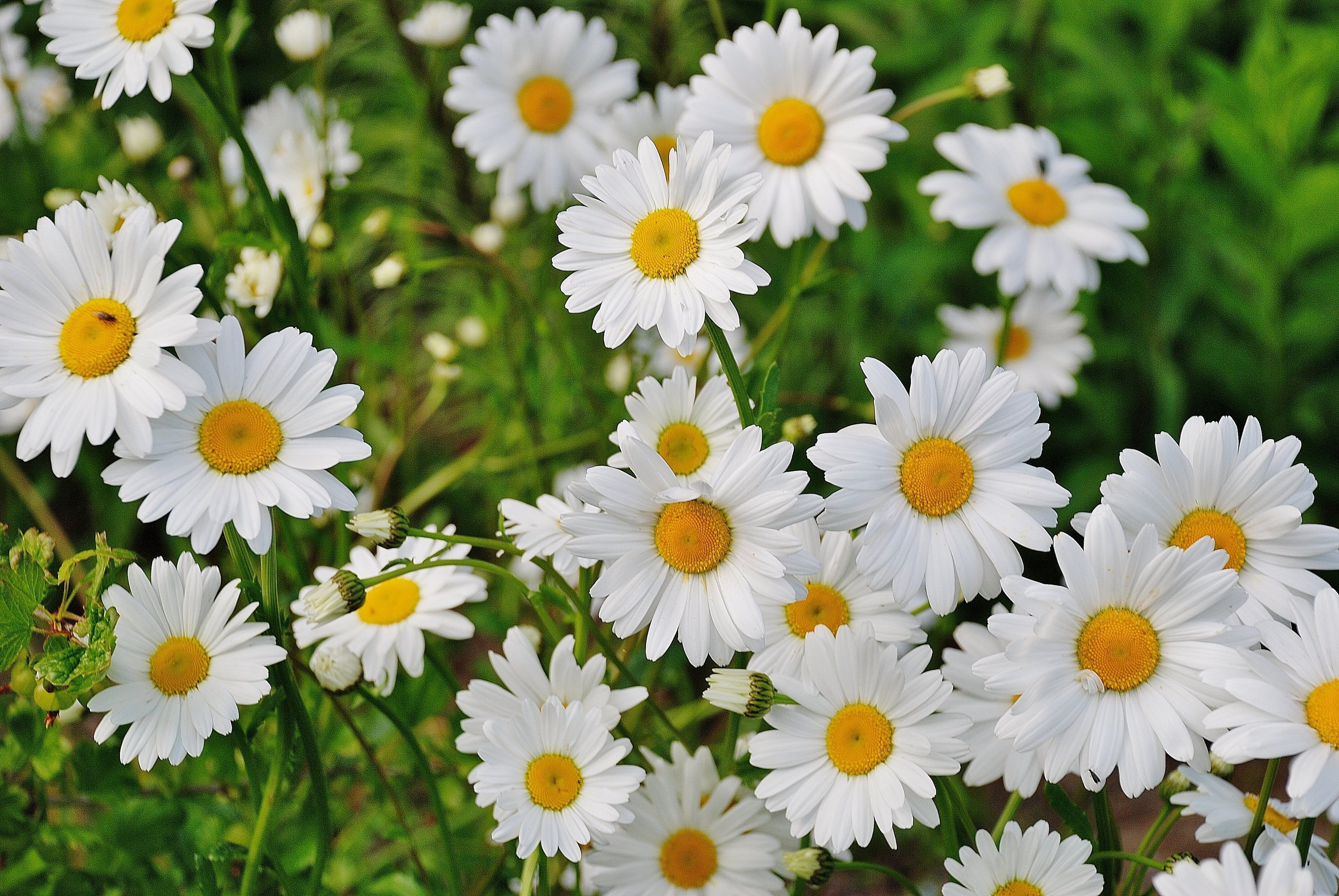 daisy flower spring marguerite plant bloom 4k, HD Wallpaper