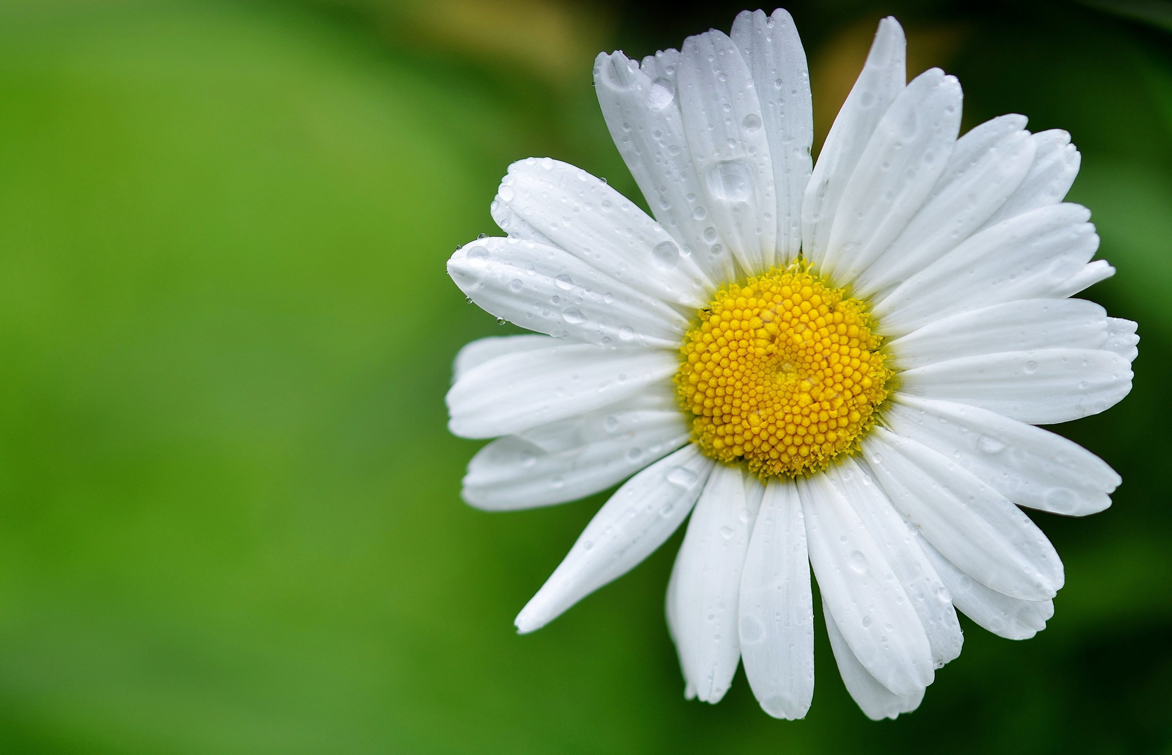 daisy flowers meadow summer meadow yellow white 4k, HD Wallpaper