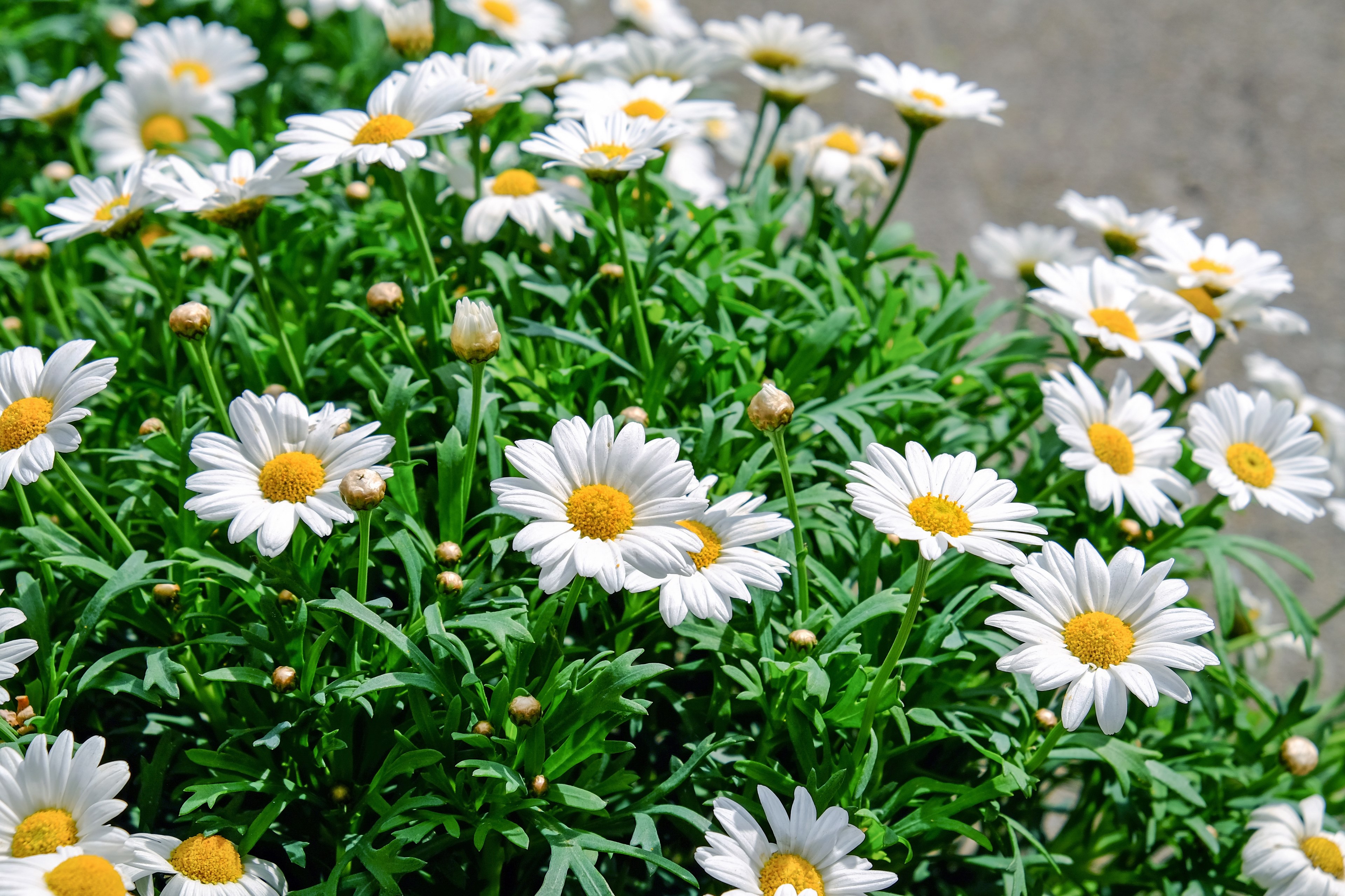daisies flowers bloom white yellow plant nature 4k, HD Wallpaper