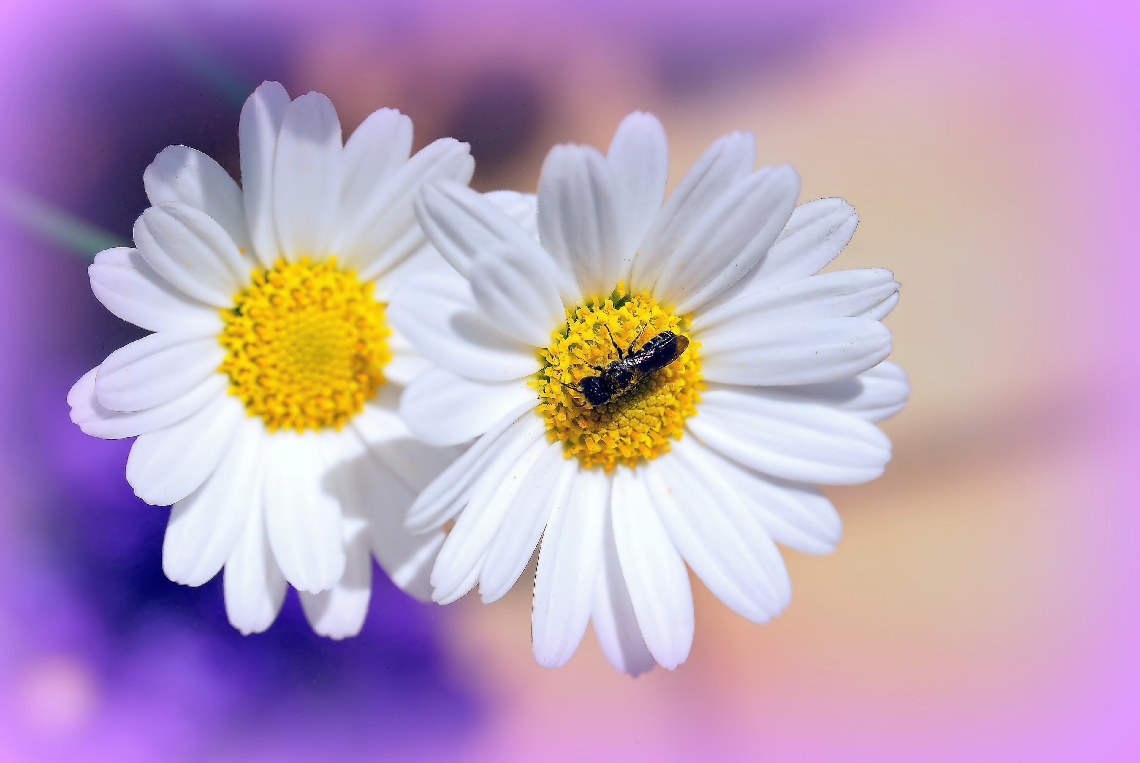 daisies flowers garden flora nature summer 4k, HD Wallpaper