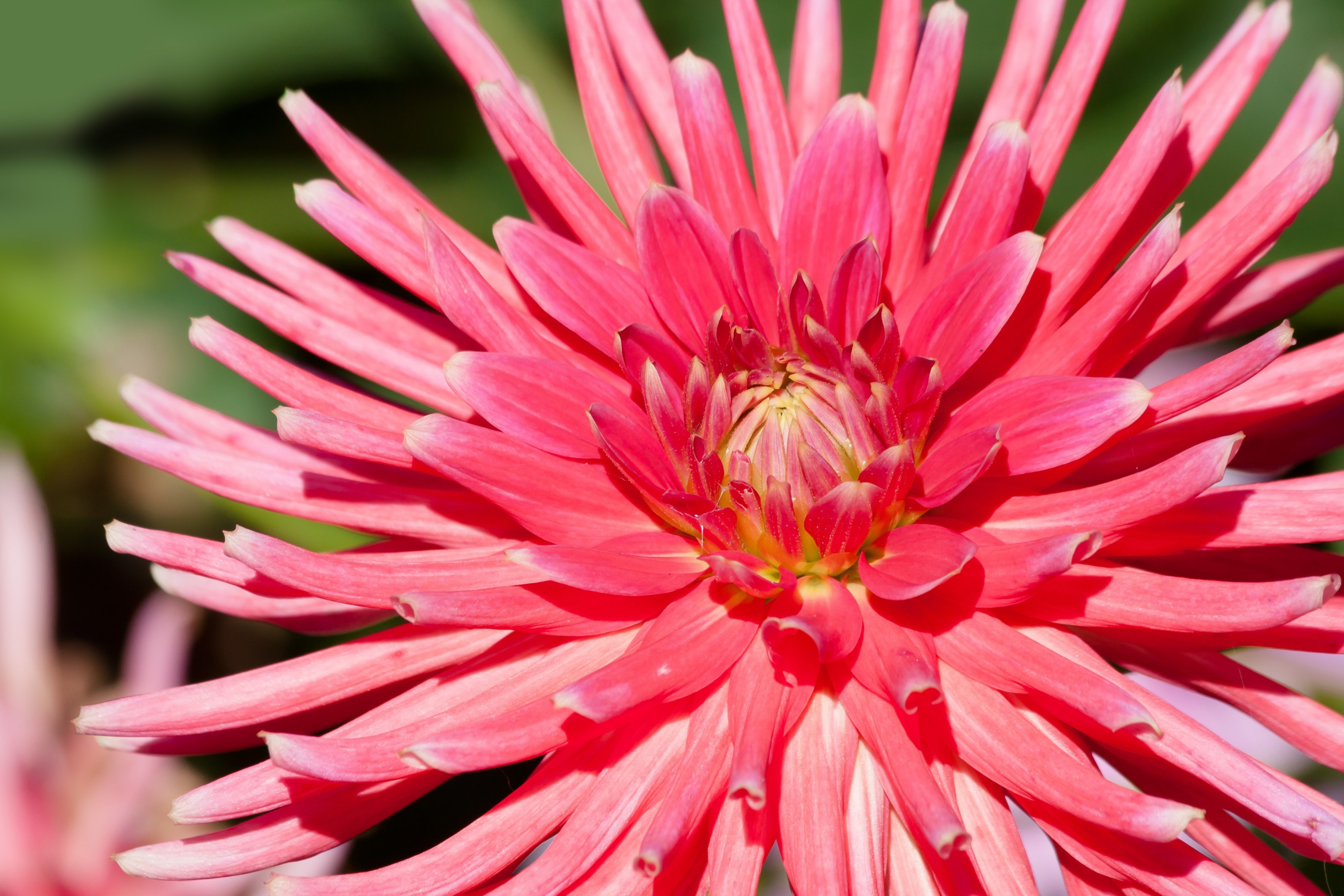 dahlias dahlia geothermal plant composites pink 4k, HD Wallpaper