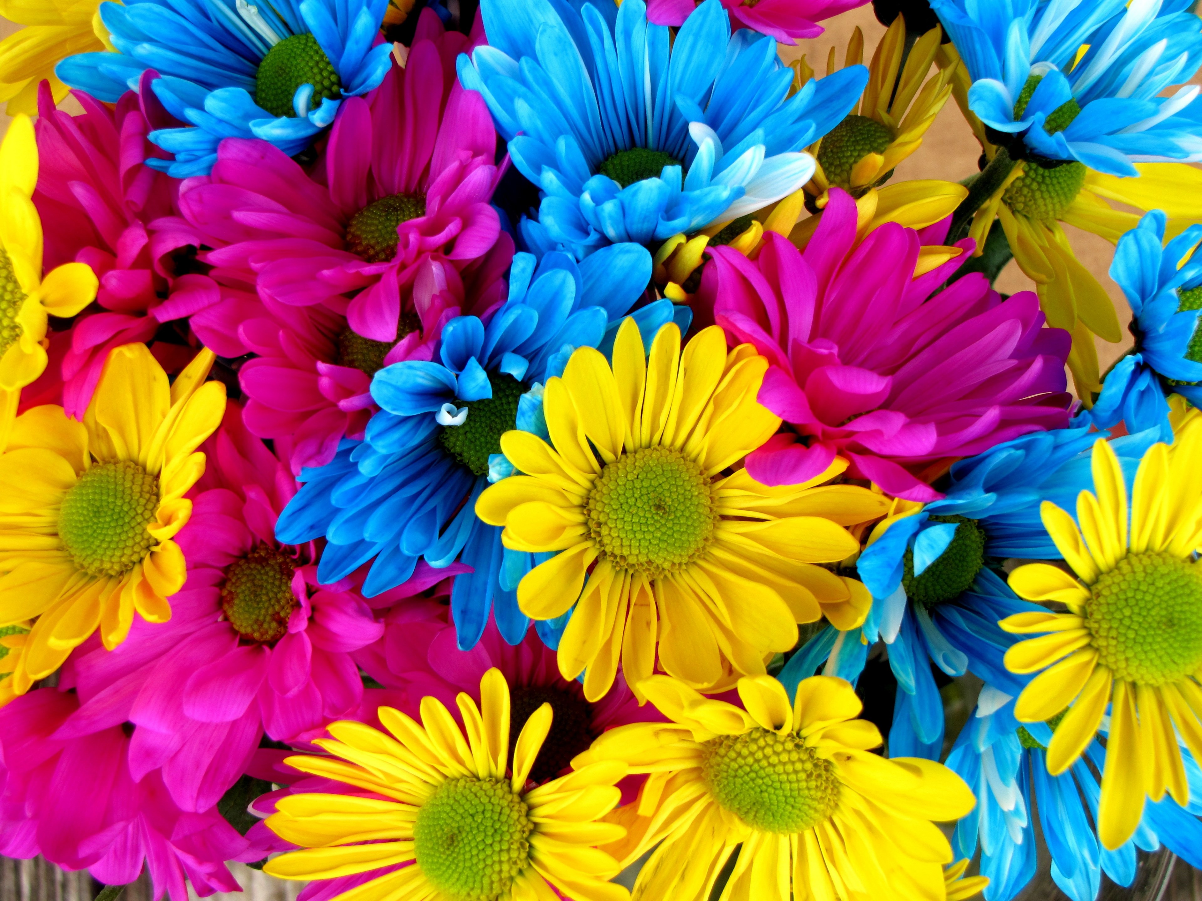 daisies daisy flowers bloom colorful petals 4k, HD Wallpaper