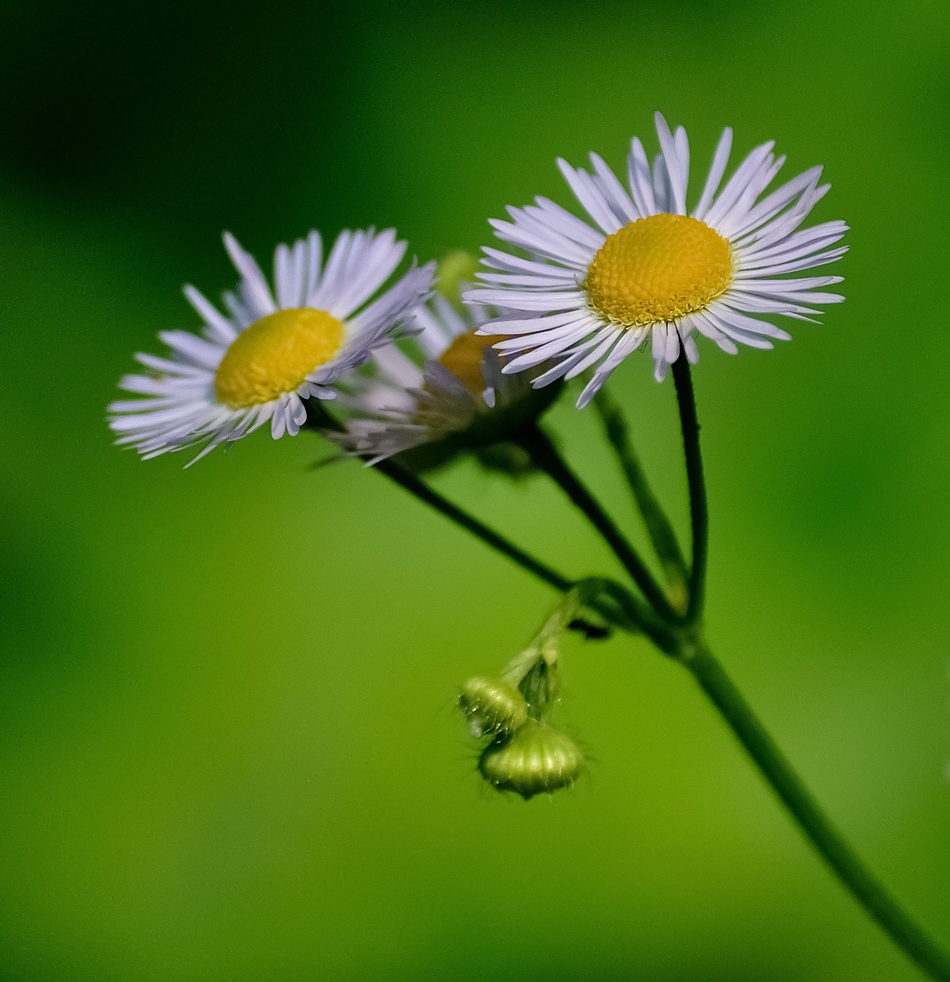 daisies flower white yellow green nature plant 4k, Phone HD Wallpaper