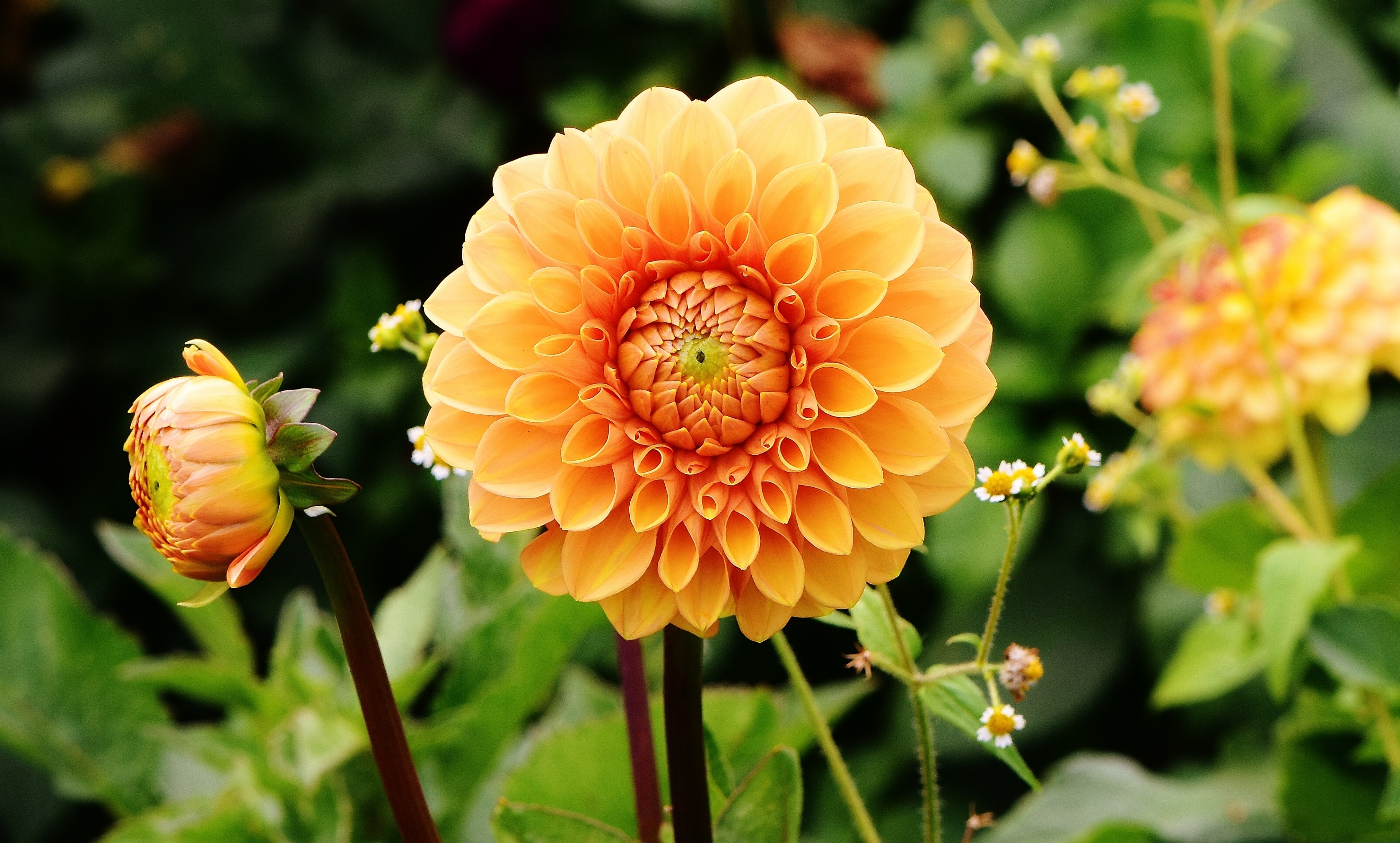 dahlia dahlias autumn asteraceae flower garden 4k, HD Wallpaper