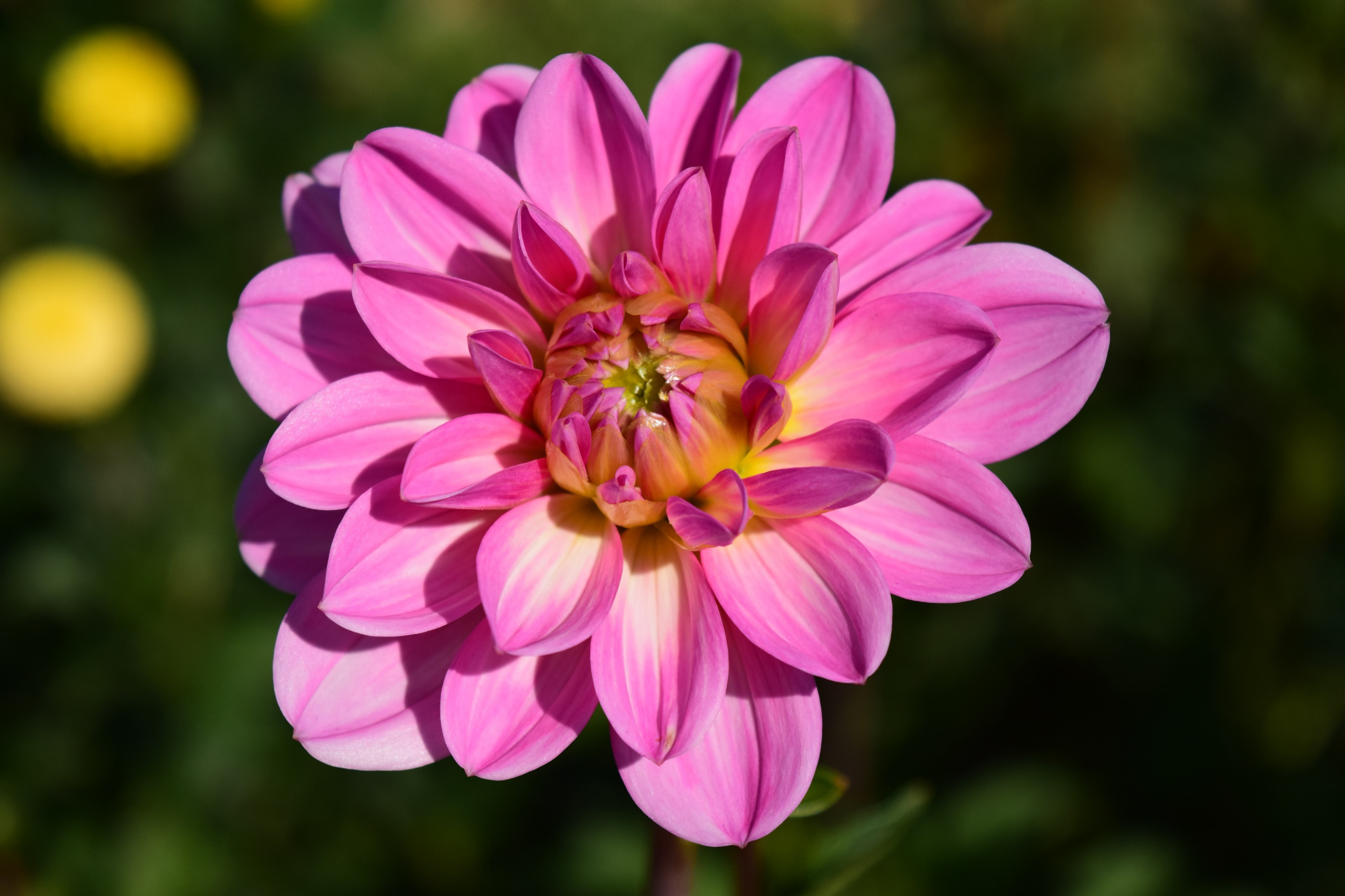 dahlia blossom bloom flower dahlia garden pink 4k, HD Wallpaper