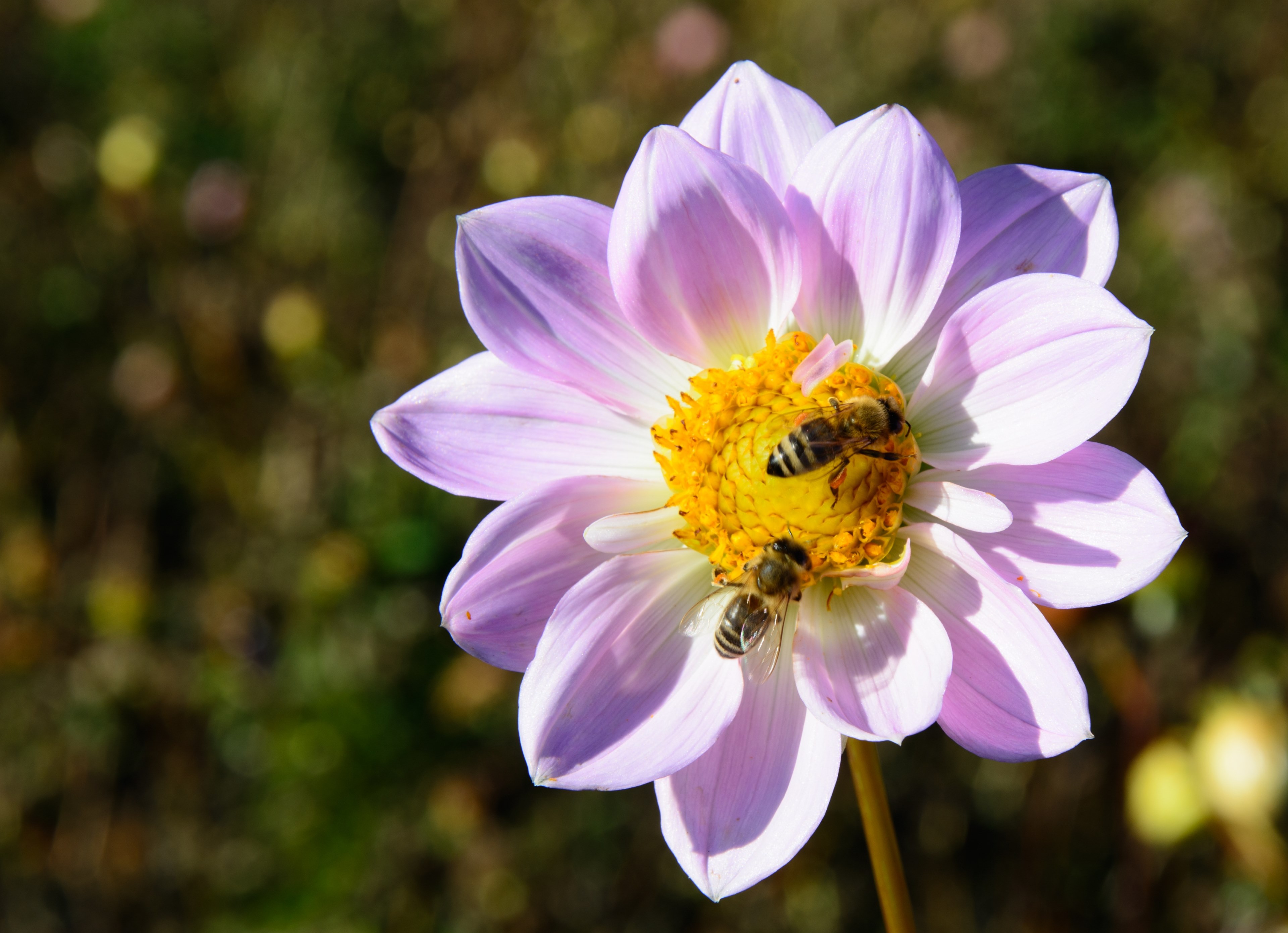 dahlia flower blossom bloom bees pollination 4k, HD Wallpaper