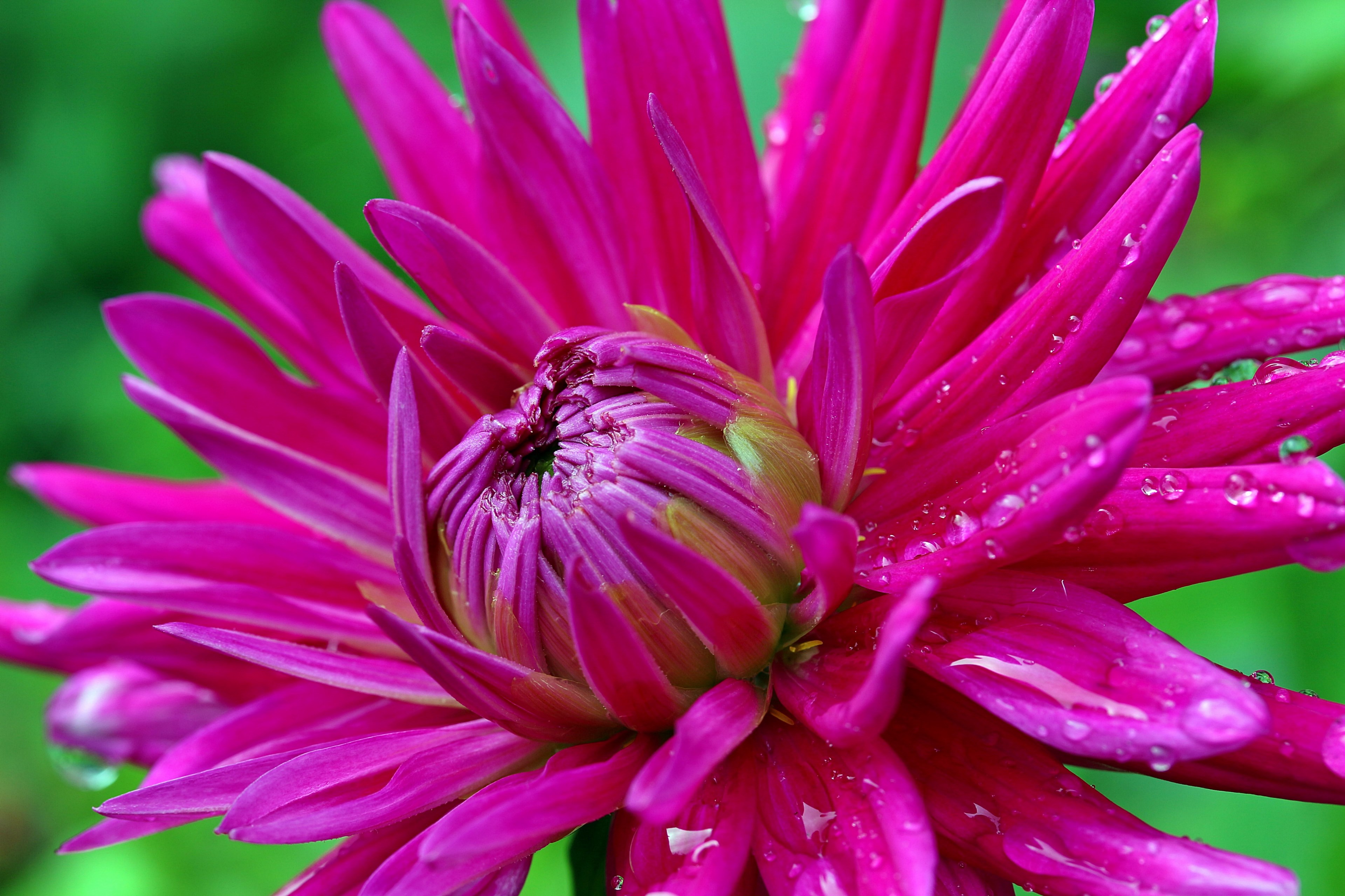 dahlia flower composites dahlia garden blossom 4k, HD Wallpaper