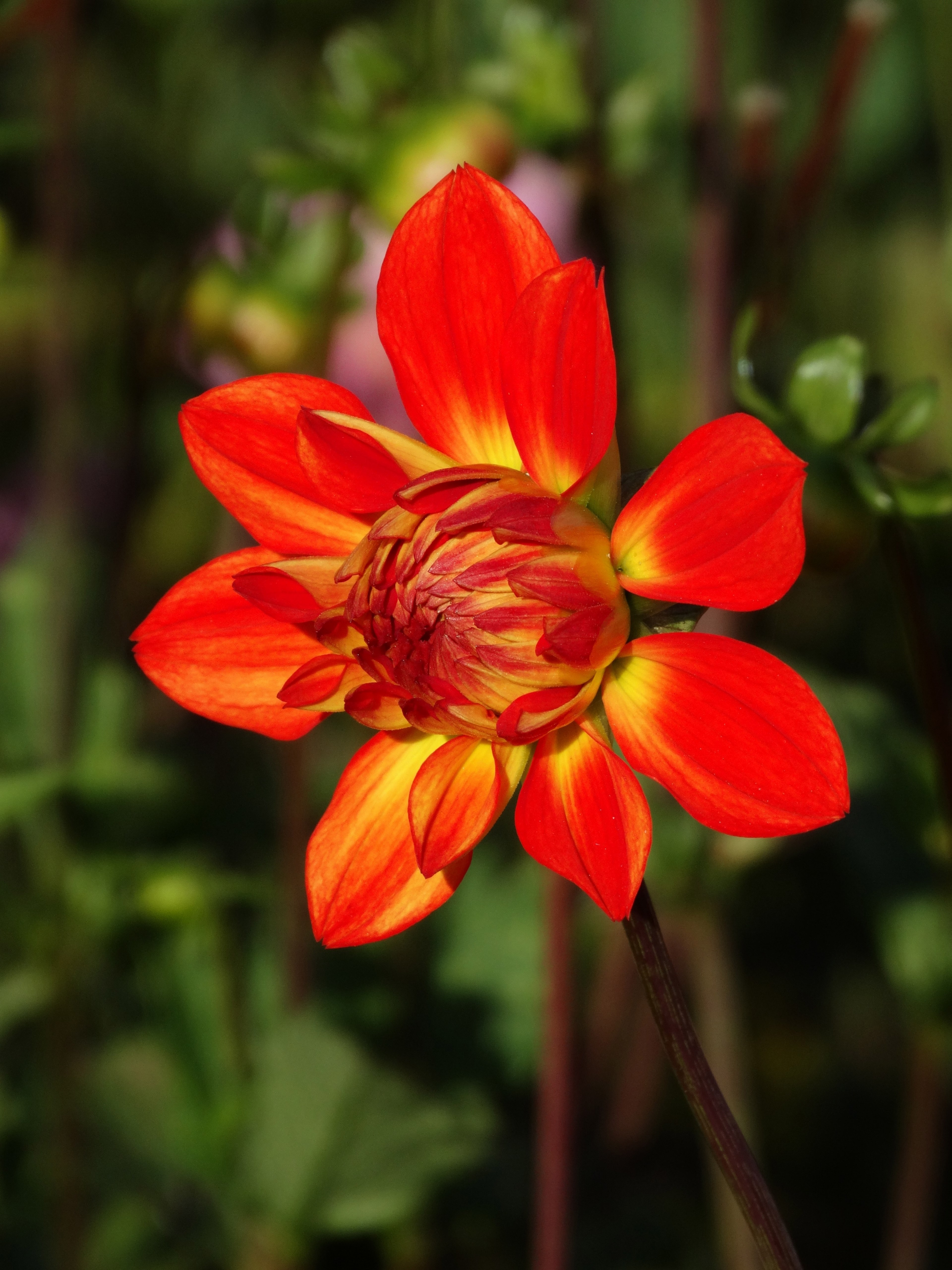 dahlia flower flower blossom red yellow flower bud 4k, Phone HD Wallpaper