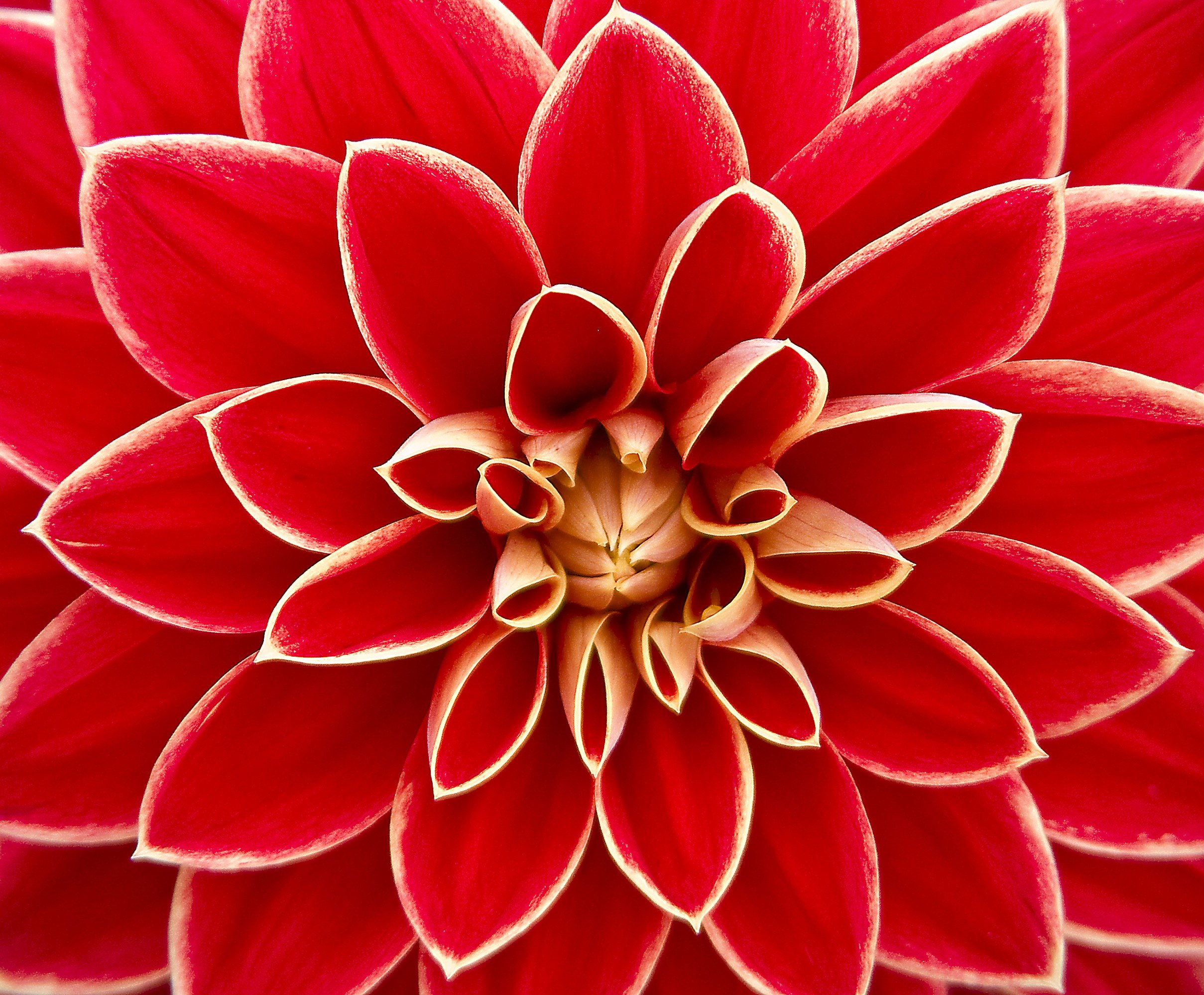 dahlia dahlias autumn asteraceae flower garden 4k, HD Wallpaper