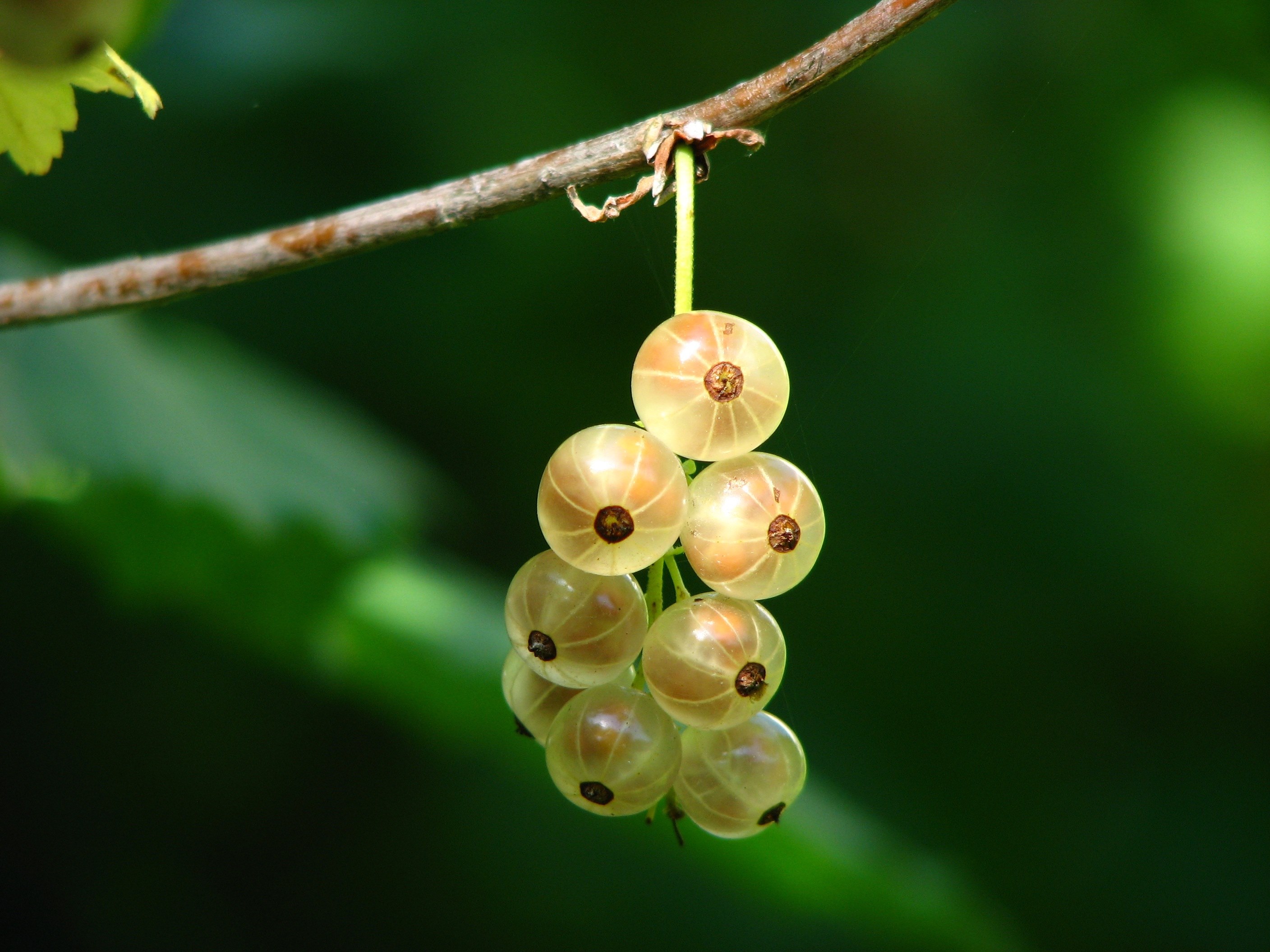 currants berries immature bush light sun shadow 4k, HD Wallpaper