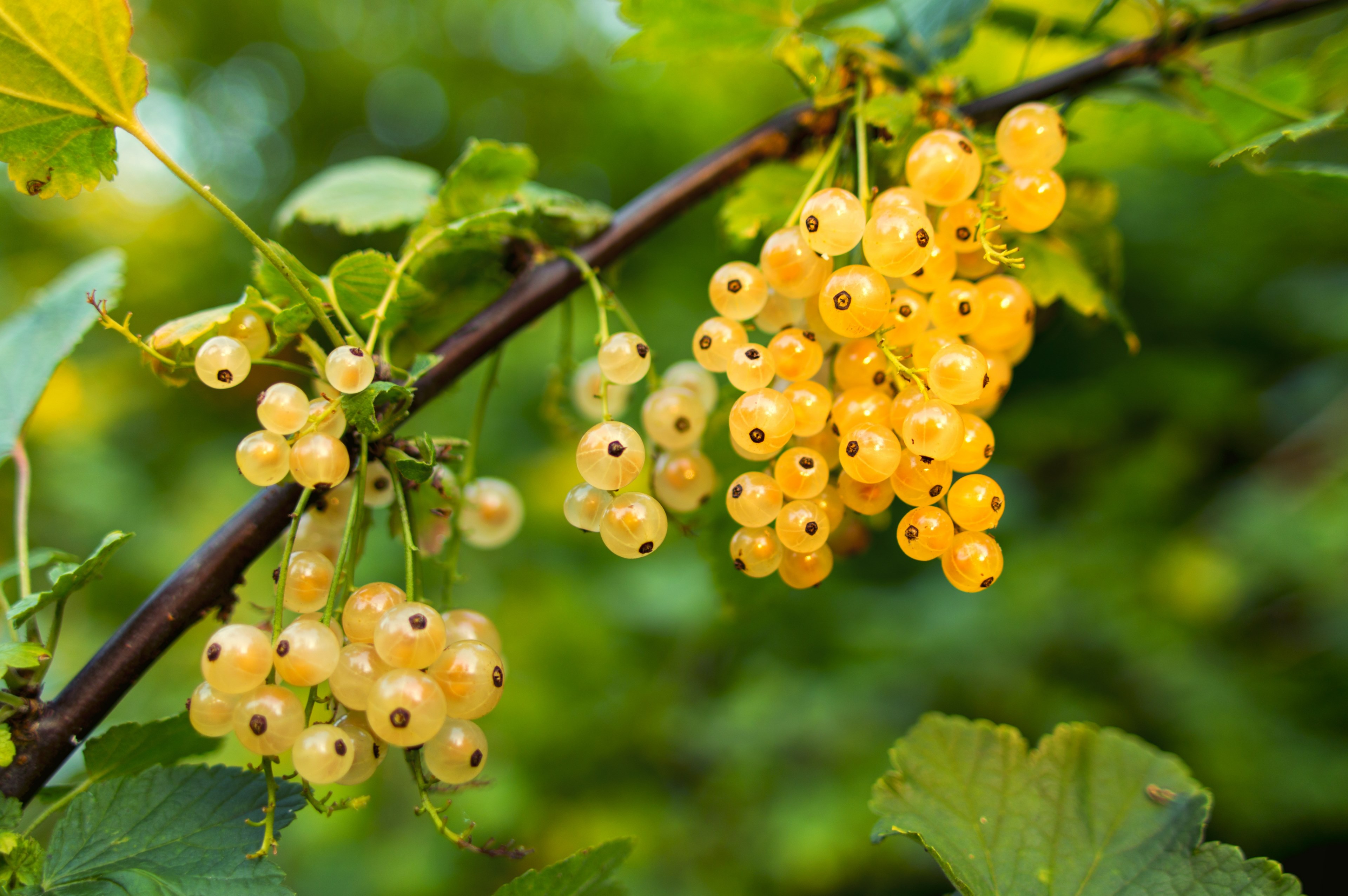 currant white fruit fresh berry sweet food 4k, HD Wallpaper