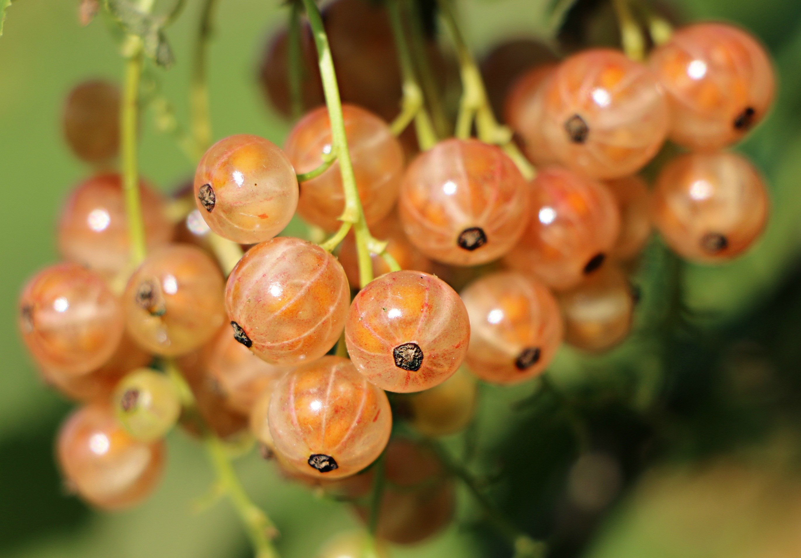 currant berry a bunch of health white closeup 4k, HD Wallpaper