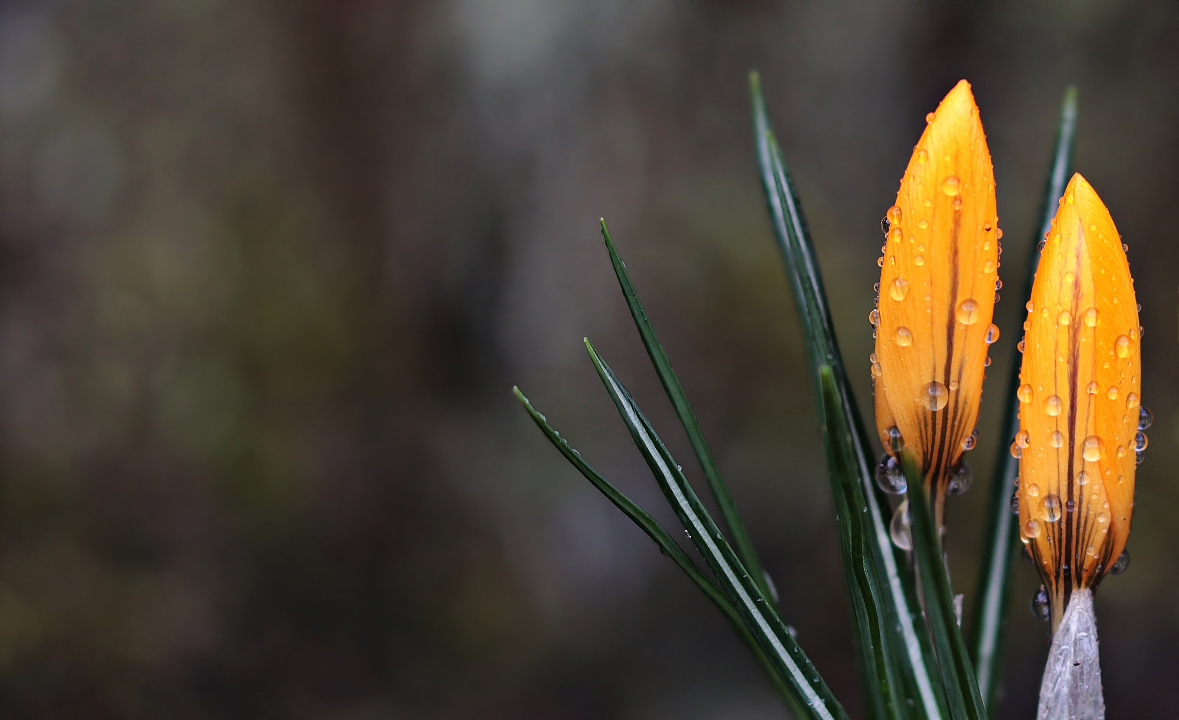 crocus flower raindrop spring spring flower yellow 4k, HD Wallpaper