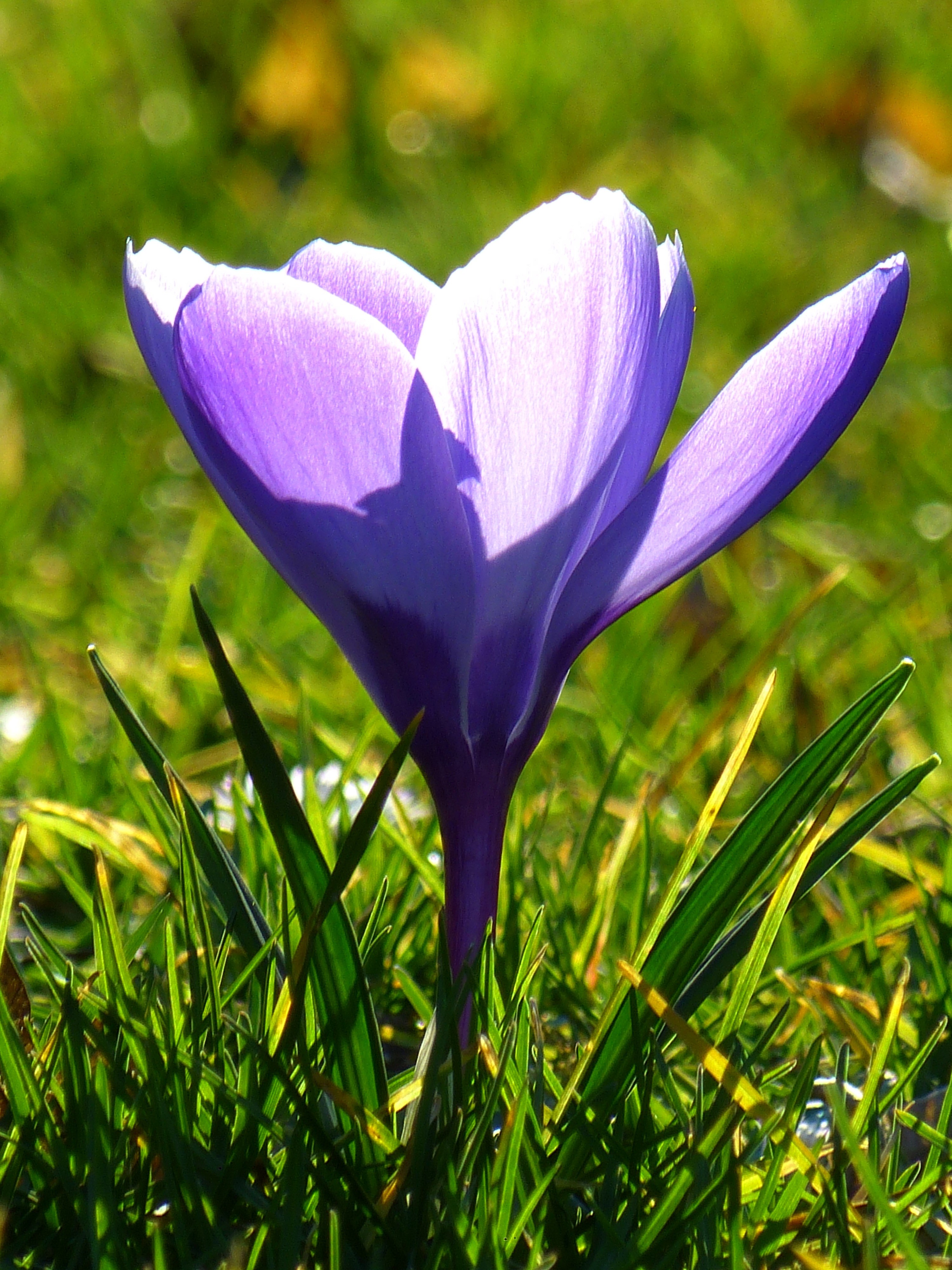 crocus blossom bloom flower spring purple 4k, Phone HD Wallpaper