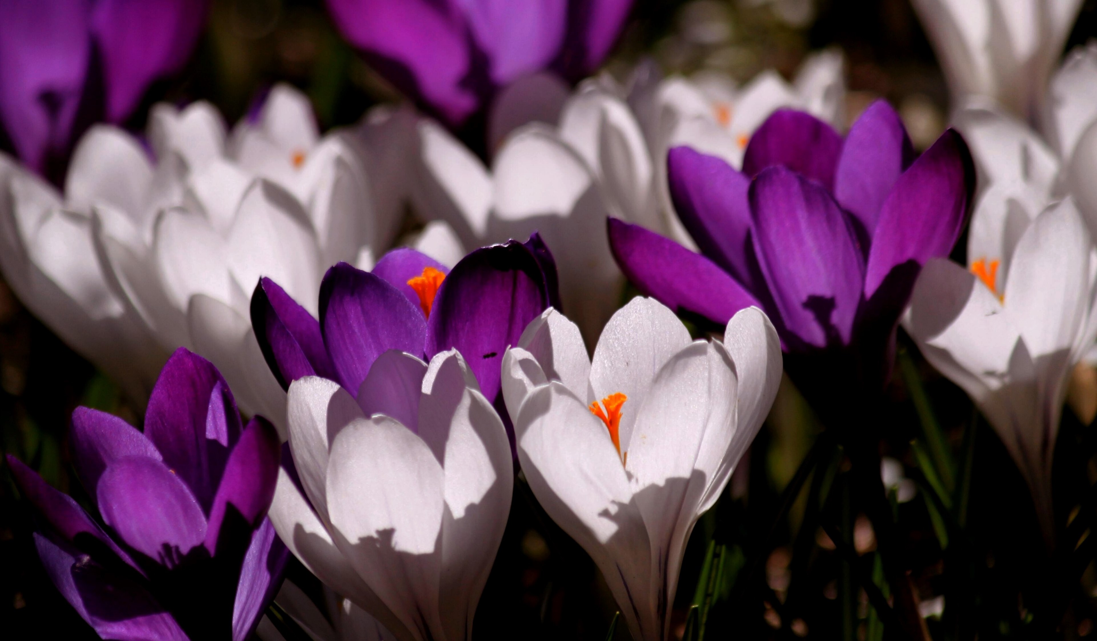 crocus flower spring purple blossom bloom close 4k, HD Wallpaper