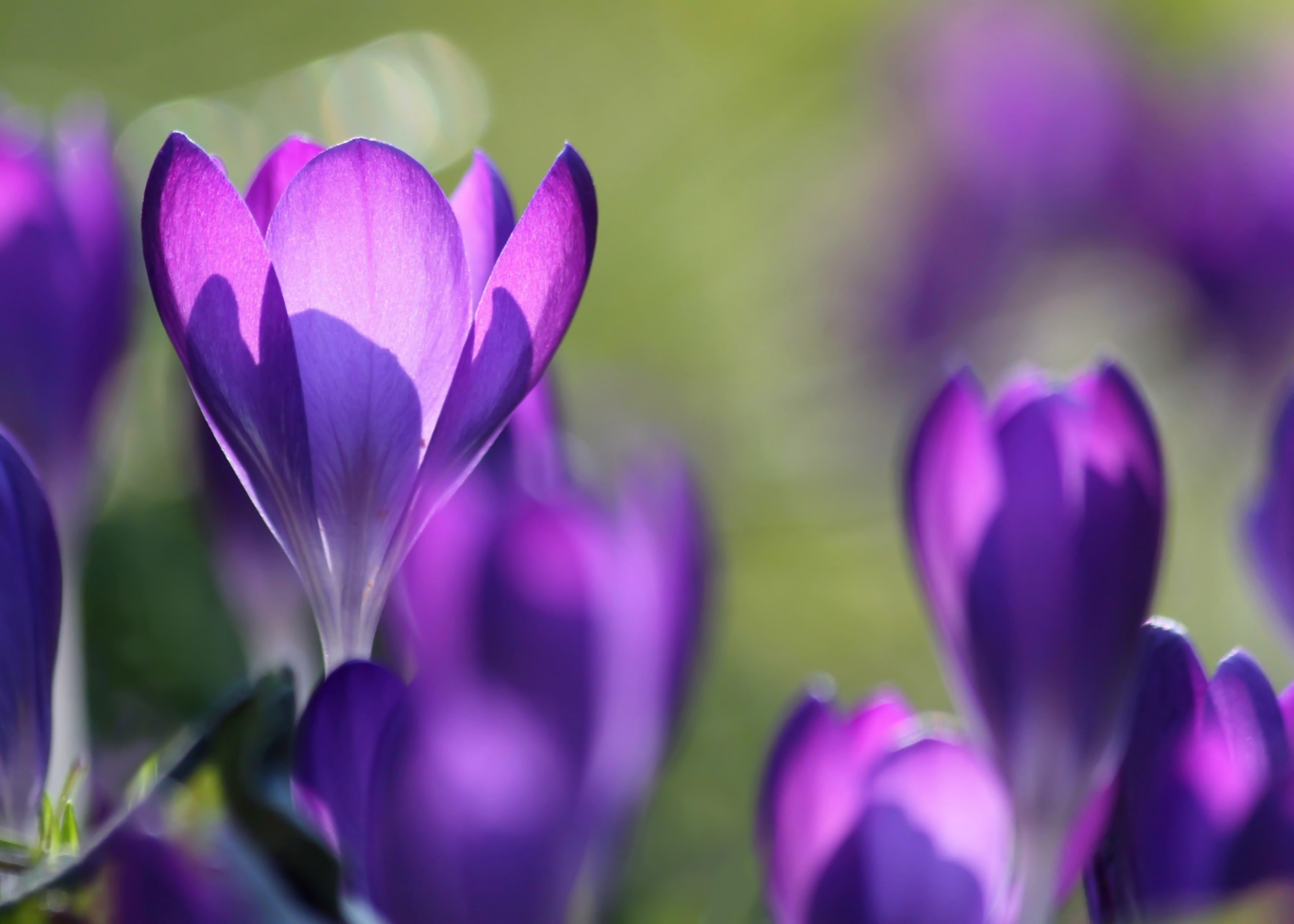 crocus blossom bloom flower purple close spring 4k, HD Wallpaper