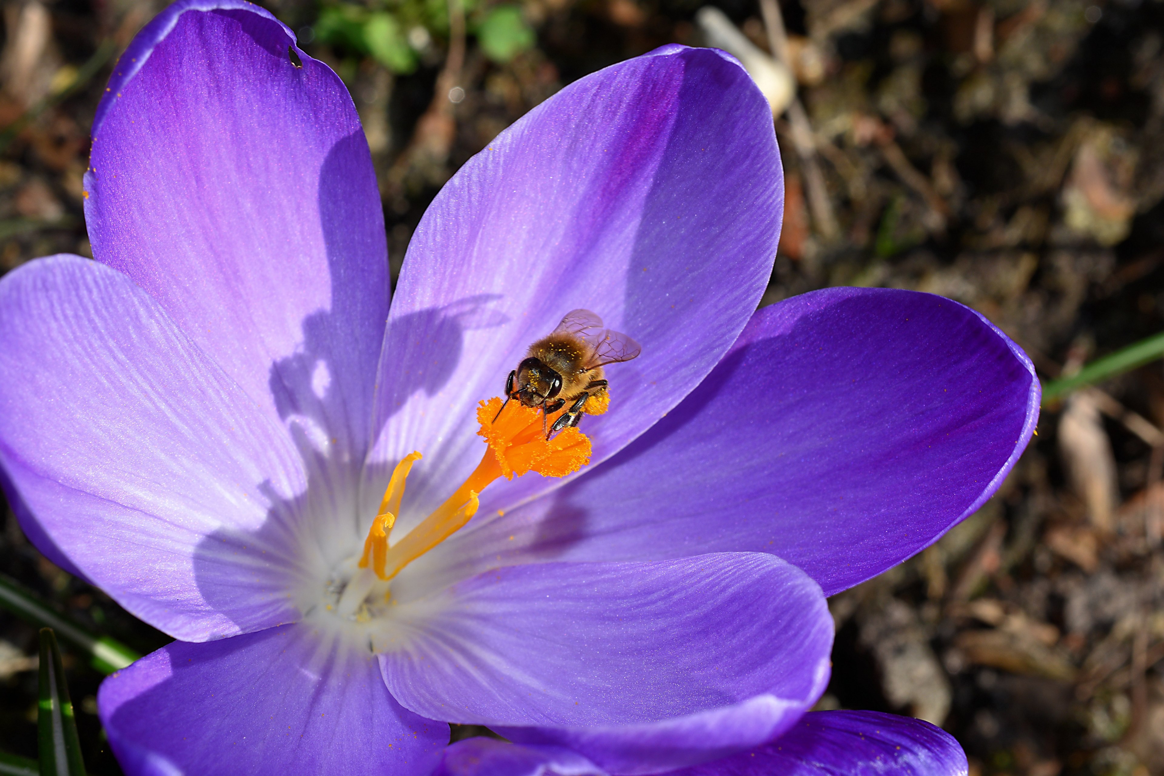 crocus flower blossom bloom close bee 4k, HD Wallpaper