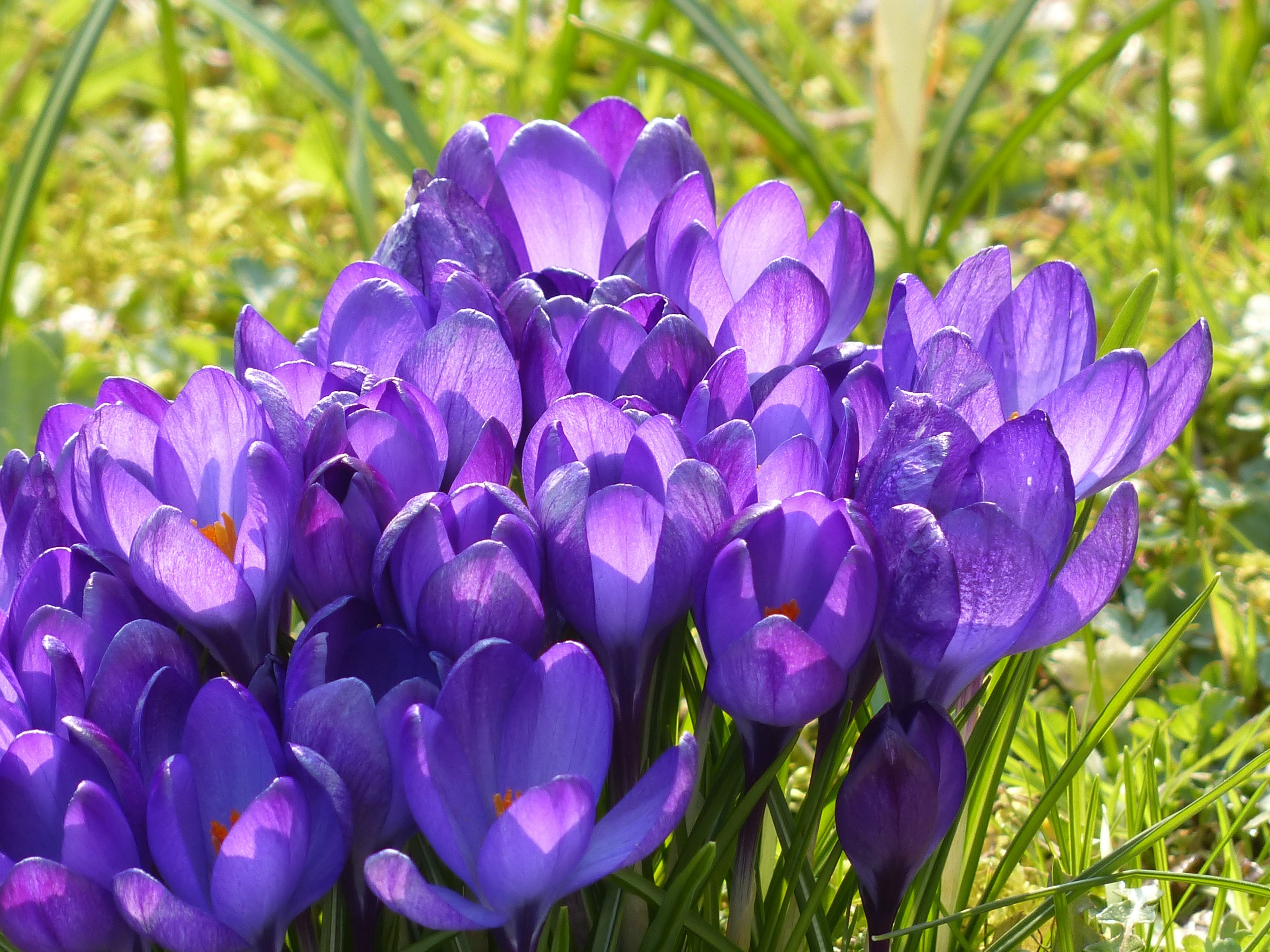 crocus yellow purple violet blue bloom blossom 4k, HD Wallpaper