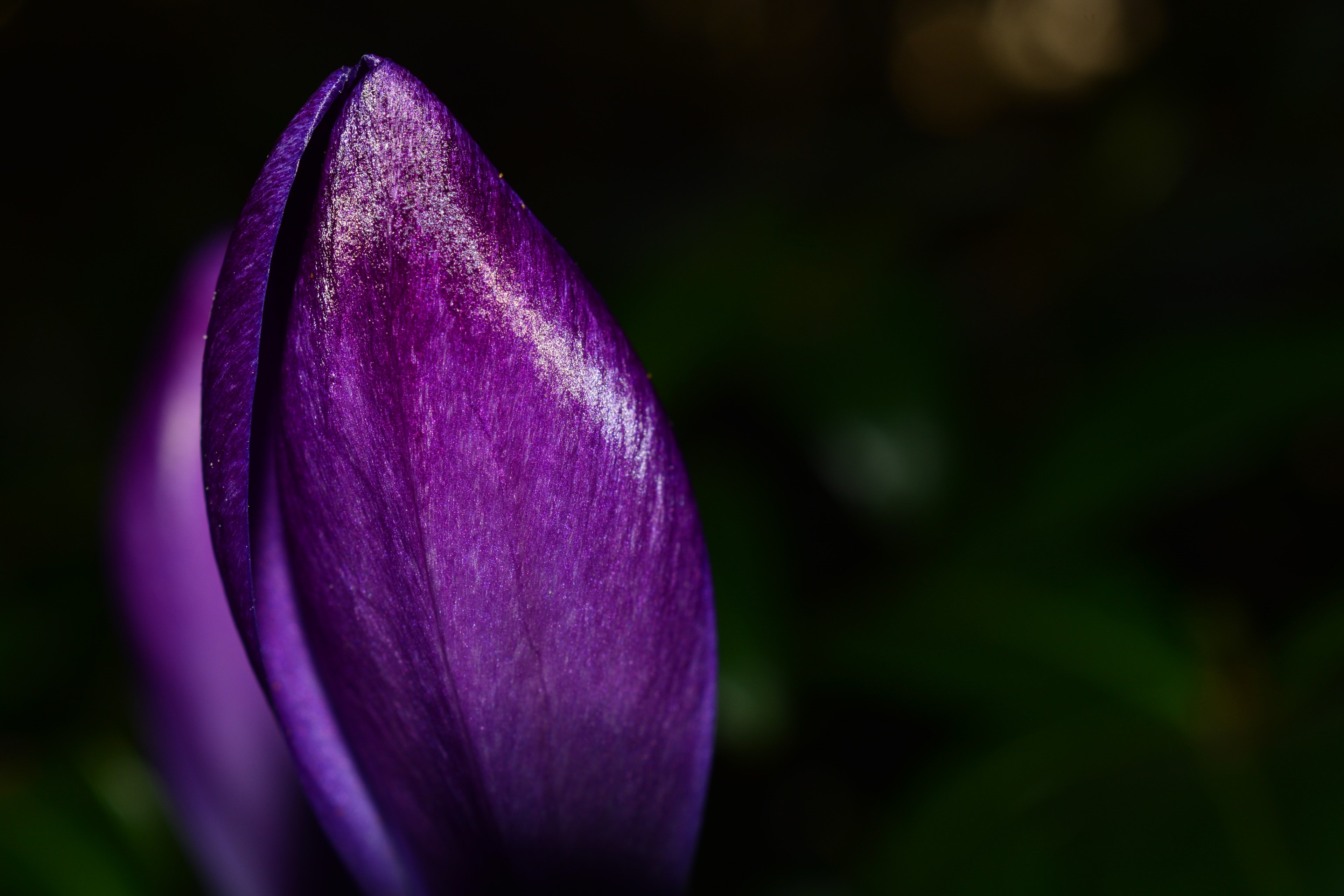 crocus flower spring purple blossom bloom close 4k, HD Wallpaper