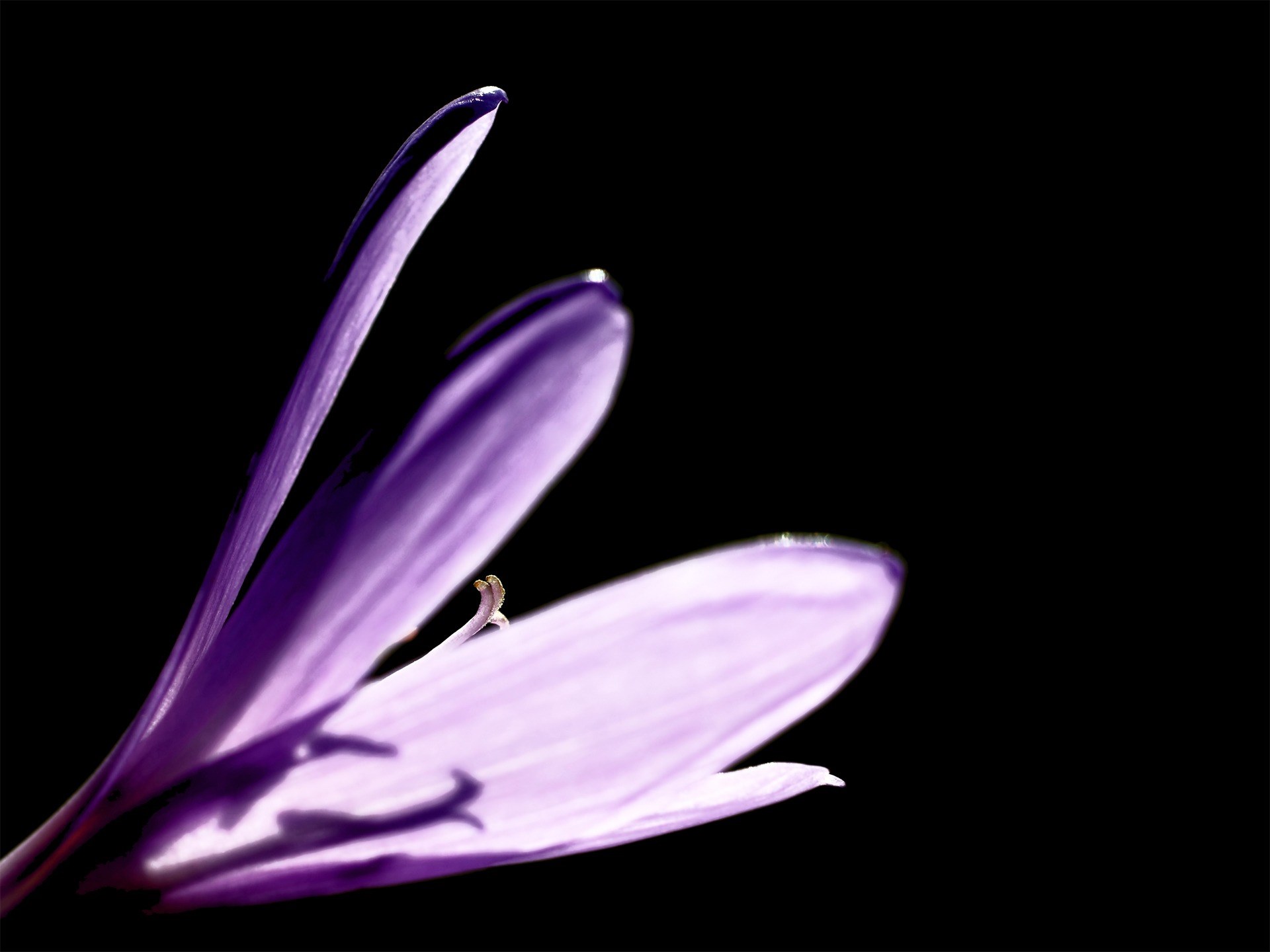 crocus flower blossom bloom bloom blossomed 4k, HD Wallpaper